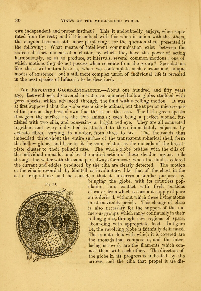 own independent and proper instinct ? This it undoubtedly enjoys, when sepa- rated from the rest; and if it is endued with this when in union with the others, the enigma becomes still more perplexing ; for the question then presented is the following : What means of intelligent communication exist between the sixteen distinct monads of a cluster, by which they have the power of acting harmoniously, so as to produce, at intervals, several common motions ; one of which motions they do not possess when separate from the group ? Speculations like these will naturally arise, when we contemplate such curious and unique modes of existence; but a still more complex union of individual life is revealed in the next species of Infusoria to be described. . The Revolving Globe-Animalcule.—About one hundred and fifty years ago, Leuwenhoeck discovered in water, an animated hollow globe, studded with green specks, which advanced through the fluid with a rolling motion. It was at first supposed that the globe was a single animal, but the superior microscopes of the present day have shown that this is not the case. The little green specks that gem the surface are the true animals ; each being a perfect monad, fur- nished with two cilia, and possessing a bright red eye. They are all connected together, and every individual is attached to those immediately adjacent by delicate fibres, varying, in number, from three to six. The thousands thus imbedded throughout the entire surface of the transparent spherical shell, form the hollow globe, and bear to it the same relation as the monads of the breast- plate cluster to their pellucid case. The whole globe bristles with the cilia of the individual monads ; and by the united action of these slender organs, rolls through the water with the same part ahvays foremost: when the fluid is colored the current and* eddies produced by the cilia are clearly detected. The motion of the cilia is regarded by Mantell as involuntary, like that of the chest in the act of respiration; and he considers that it subserves a similar purpose, by bringing the globe, with its countless pop- ulation, into contact with fresh portions of water, from which a constant supply of pure air is derived, without which these living atoms must inevitably perish. This change of place is also necessary for the support of the nu- merous groups, which range continually in their rolling globe,- through new regions of space, abounding with appropriate food. In figure 14, the revolving globe is faithfully delineated. The minute dots with which it is covered are the monads that compose it, and the inter- lacing net-work are the filaments which con- nect them with each other. The direction of the globe in its progress is indicated by the arrows, and the ciha that propel it are dis-