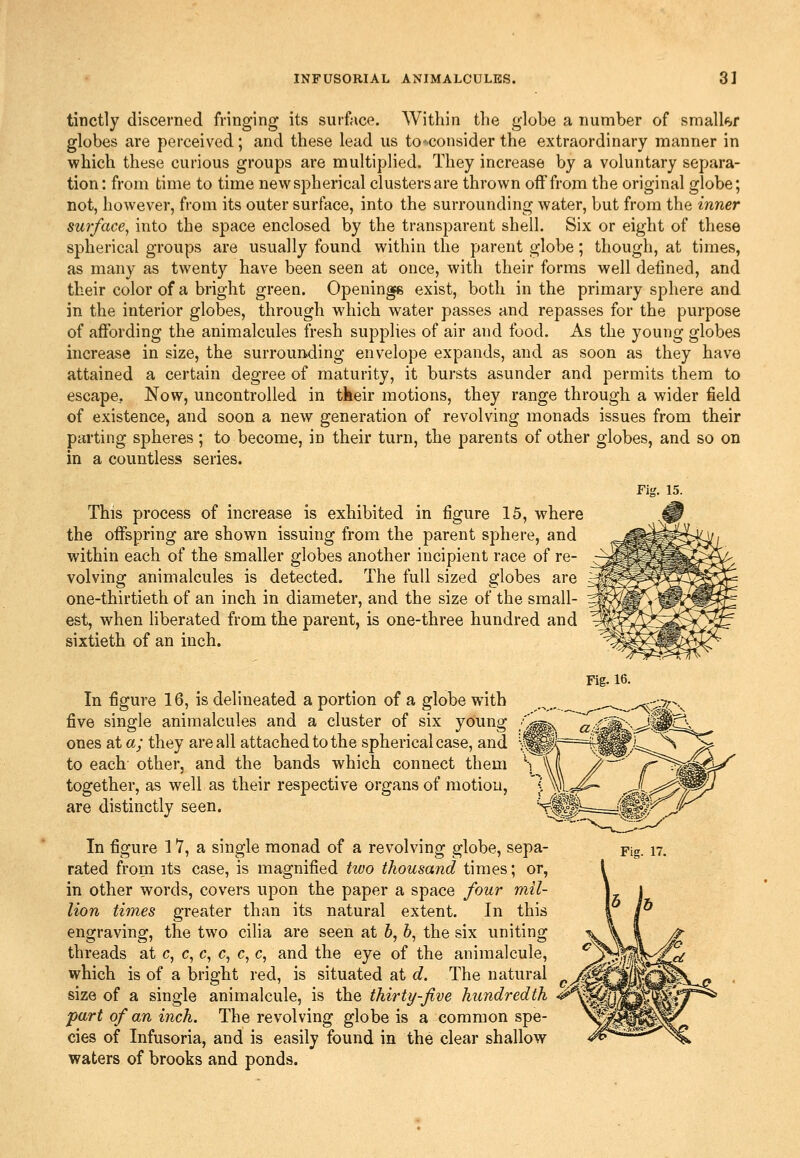 tinctly discerned fringing its surface. Within the globe a number of smalkf globes are perceived; and these lead us to-^consider the extraordinary manner in which these curious groups are multiplied. They increase by a voluntary separa- tion: from time to time new spherical clusters are thrown off from the original globe; not, however, from its outer surface, into the surrounding water, but from the inner swi-face] into the space enclosed by the transparent shell. Six or eight of these spherical groups are usually found within the parent globe; though, at times, as many as twenty have been seen at once, with their forms well defined, and their color of a bright green. Openings exist, both in the primary sphere and in the interior globes, through which water passes and repasses for the purpose of affording the animalcules fresh supplies of air and food. As the young globes increase in size, the surrounding envelope expands, and as soon as they have attained a certain degree of maturity, it bursts asunder and permits them to escape, Now, uncontrolled in tkeir motions, they range through a wider field of existence, and soon a new generation of revolving monads issues from their parting spheres ; to become, in their turn, the parents of other globes, and so on in a countless series. Fig. 15. This process of increase is exhibited in figure 15, where the offspring are shown issuing from the parent sphere, and within each of the smaller globes another incipient race of re- volving animalcules is detected. The full sized globes are one-thirtieth of an inch in diameter, and the size of the small- est, when liberated from the parent, is one-three hundred and sixtieth of an inch. In figure 16, is delineated a portion of a globe w^itb five single animalcules and a cluster of six young ones at a; they are all attached to the spherical case, and to each other, and the bands which connect them together, as well as their respective organs of motion, are distinctly seen. In figure 1T, a single monad of a revolving globe, sepa- rated from its case, is magnified ttvo thousand times; or, in other words, covers upon the paper a space four mil- lion times greater than its natural extent. In this threads at c, c, c, c, c, c, and the eye of the animalcule, which is of a bright red, is situated at d. The natural size of a single animalcule, is the thirty-five hundredth -part of an inch. The revolving globe is a common spe- cies of Infusoria, and is easily found in the clear shallow waters of brooks and ponds.
