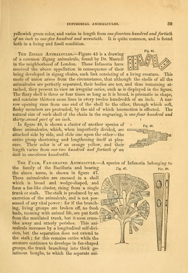 Fig. 46. yellowish green color, and varies in length from one-four teen hundred and fortieth of an inch to one-five hundred and seventieth. It is quite common, and is found both in a living and fossil condition. Fig. 45, The Zigzag Animalcules.—Figure 45 is a drawing of a common Zigzag animalcule, found by Dr. Mantell in the neighborhood of London. These Infusoria have received the above appellation in consequence of their being developed in zigzag chains, each link consisting of a living creature. This mode of union arises from the circumstance, that although the shells of all the animalcules are perfectly separated, their bodies are not, and thus remaining at- tached, they present to view an irregular series, such as is displayed in the figure. The flinty shell is three or four times as long as it is broad, is prismatic in shape, and contains thirteen cross lines in etery twelve hundredth of an inch. A nar- row opening runs from one end of the shell to the other, through which soft, fleshy members are protruded, by the aid of which locomotion is effected. The natural size of each shell of the chain in the engraving, is one-four hundred and thirty-second imrt of an inch. \ In figure 46, is shown a cluster of another species of these animalcules, which, when imperfectly divided, are attached side by side, and slide one upon the other—the entire group shortening and lengthening itself at plea- sure. Their color is of an orange yellow, and their length varies from one- two hundred and fortieth of an inch to one-eleven hundredth. The Palm, Fan-shaped Animalcule.—A species of Infusoria the family of the Bacillaria and bearing the above name, is shown in figure 4Y. These animalcules are encased in a shell which is broad and wedge-shaped, and form a fan-like cluster, rising from a single trunk or stalk. The stalk is produced by an excretion of the animalcule, and is not pos- sessed of any vital power : for if the branch- ing, hving'groups, are broken off, no fresh buds, teeming with animal hfe, are put forth from the mutilated trunk, but it soon crum- bles away and utterly perishes. This ani- malcule increases by a longitudinal self-divi- sion, but the separation does not extend to the stalk; for this remains entire while the creature continues to develope in fan-shaped groups, the trunk branching into thick ge- latinous boughs, to which the separate ani-