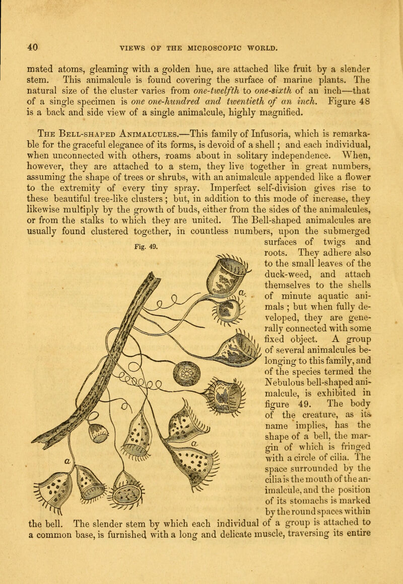 mated atoms, gleaming with a golden hue, are attached like fruit by a slender stem. This animalcule is found covering the surface of marine plants. The natural size of the cluster varies from one-twelfth to one-sixth of an inch—that of a single specimen is one one-hundred and twentieth of an inch. Figure 48 is a back and side view of a single animalcule, highly magnified. The Bell-shaped Animalcules.—This family of Infusoria, which is remarka- ble for the graceful elegance of its forms, is devoid of a shell; and each individual, when unconnected with others, roams about in sohtary independence. When, however, they are attached to a stem, they live together in great numbers, assuming the shape of trees or shrubs, with an animalcule appended like a flower to the extremity of every tiny spray. Imperfect self-division gives rise to these beautiful tree-like clusters; but, in addition to this mode of increase, they likewise multiply by the growth of buds, either from the sides of the animalcules, or from the stalks to which they are united. The Bell-shaped animalcules are usually found clustered together, in countless numbers, upon the submerged p. ^g surfaces of twigs and roots. They adhere also to the small leaves of the duck-weed, and attach themselves to the shells of minute aquatic ani- mals ; but when fully de- veloped, they are gene- rally connected with some fixed object. A group of several animalcules be- longing to this family, and of the species termed the Nebulous bell-shaped ani- malcule, is exhibited in figure 49. The body of the creature, as ita name implies, has the shape of a bell, the mar- gin of which is fringed with a circle of cilia. The space surrounded by the cihais the mouth of the an- imalcule, and the position of its stomachs is marked by the round spaces within the bell. The slender stem by which each individual of a group is attached to a common base, is furnished with a long and delicate muscle, traversing its entire