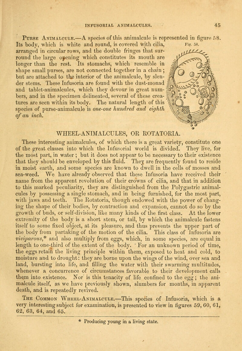 Purse Animalcule.—A species of this animalcule is represented in figure ,^)8. Its body, which is white and round, is covered witli cilia, arranged in circular rows, and the double fringes that sur- round the large opening which constitutes its mouth are longer than the rest. Its stomachs, which resemble in shape small purses, are not connected together in a chain ; but are attached to th^ interior of the animalcule, by slen- der stems. These Infusoria are found with the dust-monad and tablet-animalcules, which they devour in great num- bers, and in the specimen delineated, several of these crea- tures are seen within its body. The natural length of this species of purse-animalcule is one-one hundred and eighth of an inch. WHEEL-ANIMALCULES, OR ROTATORIA. These interesting animalcules, of which there is a great variety, constitute one of the great classes into which the Infusorial world is divided. They live, for the most part, in water ; but it does not appear to be necessary to their existence that they should be enveloped by this fluid. They are frequently found to reside in moist earth, and some species are known to dwell in the cells of mosses and sea-weed. We have already observed that these Infusoria have received their name from the apparent revolution of their crowns of cilia, and that in addition to this marked peculiarity, they are distinguished from the Polygastric animal- cules by possessing a single stomach, and in being furnished, for the most part, with jaws and teeth. The Rotatoria, though endowed with the power of chang- ing the shape of their bodies, by contraction and expansion, cannot do so by the growth of buds, or self-division, like many kinds of the first class. At the lower extremity of the body is a short stem, or tail, by which the animalcule fastens itself to some fixed object, at its pleasure, and thus prevents the upper part of the body from partaking of the motion of the ciha. This class of Infusoria are viviparous,'^ and also multiply from eggs, which, in some species, are equal in length to one-third of the extent of the body. ' For an unknown period of time, the eggs retain the living principle within them, exposed to heat and cold, to moisture and to drought: they are borne upon the wings of the wind, over sea and land, bursting into life, and filling the water with their swarming multitudes, whenever a concurrence of circumstances favorable to their development calls them into existence. Nor is this tenacity of hfe confined to the Qgg; the ani- malcule itself, as we have previously shown, slumbers for months, in apparent death, and is repeatedly revived. The Common Wheel-Animalcule.—This species of Infusoria, which is a very interesting subject for examination, is presented to view in figures 59, 60, 61, 62, 63, 64, and 65. * Producing young in a living state.