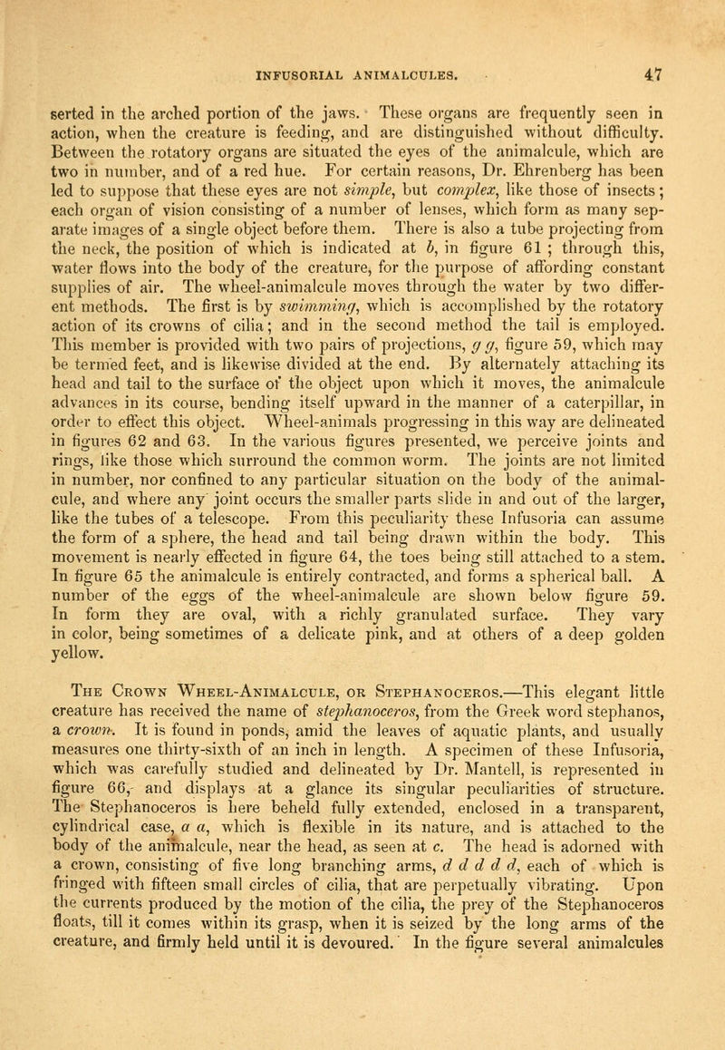 serted in the arched portion of the jaws. These organs are frequently seen in action, when the creature is feeding, and are distinguished without difficulty. Between the .rotatory organs are situated the eyes of the animalcule, which are two iri number, and of a red hue. For certain reasons, Dr. Ehrenberg has been led to suppose that these eyes are not simple^ but complex^ like those of insects; each organ of vision consisting of a number of lenses, which form as many sep- arate imnges of a single object before them. There is also a tube projecting from the neck, the position of which is indicated at 5, in figure 61 ; through this, water flows into the body of the creature, for the purpose of affording constant supplies of air. The wheel-animalcule moves through the water by two differ- ent methods. The first is by swimming, which is accomplished by the rotatory action of its crowns of cilia; and in the second method the tail is employed. This member is provided with two pairs of projections, g g, figure 59, which may be termed feet, and is likewise divided at the end. By alternately attaching its head and tail to the surface of the object upon which it moves, the animalcule advances in its course, bending itself upward in the manner of a caterpillar, in order to effect this object. Wheel-animals progressing in this way are delineated in figures 62 and 63. In the various figures presented, we perceive joints and rings, like those which surround the common worm. The joints are not limited in number, nor confined to any particular situation on the body of the animal- cule, and where any joint occurs the smaller parts slide in and out of the larger, like the tubes of a telescope. From this peculiarity these Infusoria can assume the form of a sphere, the head and tail being drawn within the body. This movement is neaily effected in figure 64, the toes being still attached to a stem. In figure 65 the animalcule is entirely contracted, and forms a spherical ball. A number of the eggs of the wheel-animalcule are shown below figure 59. In form they are oval, with a richly granulated surface. They vary in color, being sometimes of a delicate pink, and at others of a deep golden yellow. The Crown Wheel-Animalcule, or Stephanoceros.—This elegant little creature has received the name of Btephanoceros, from the Greek word Stephanos, a crown-. It is found in ponds, amid the leaves of aquatic plants, and usually measures one thirty-sixth of an inch in length. A specimen of these Infusoria, which was carefully studied and delineated by Dr. Mantell, is represented in figure ^Q,' and displays at a glance its singular peculiarities of structure. The Stephanoceros is here beheld fully extended, enclosed in a transparent, cyhndrical case, a a, which is flexible in its nature, and is attached to the body of the animalcule, near the head, as seen at c. The head is adorned with a crown, consisting of five long branching arms, d d d d d, each of which is fringed with fifteen small circles of ciha, that are perpetually vibrating. Upon the currents produced by the motion of the cilia, the prey of the Stephanoceros floats, till it comes within its grasp, when it is seized by the long arms of the creature, and firmly held until it is devoured. In the figure several animalcules