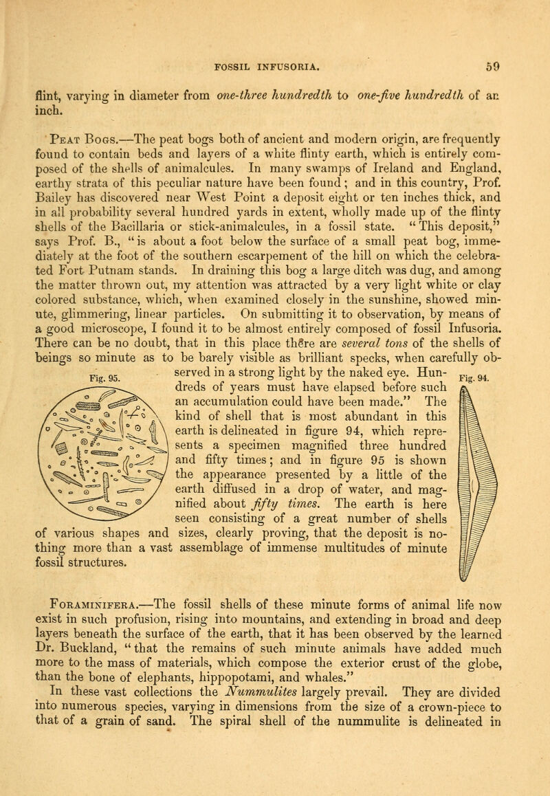 flint, varying in diameter from one-three hundredth to one-five hundredth of an inch. Peat Bogs.—The peat bogs both of ancient and modern origin, are frequently found to contain beds and layers of a white flinty earth, which is entirely com- posed of the shells of animalcules. In many swamps of Ireland and England, earthy strata of this peculiar nature have been found; and in this country, Prof. Bailey has discovered near West Point a deposit eight or ten inches thick, and in all probability several hundred yards in extent, wholly made up of the flinty shells of the Baeillaria or stick-animalcules, in a fossil state.  This deposit, says Prof B.,  is about a foot below the surface of a small peat bog, imme- diately at the foot of the southern escarpement of the hill on which the celebra- ted Fort Putnam stands. In draining this bog a large ditch was dug, and among the matter thrown out, my attention was attracted by a very light white or clay colored substance, which, when examined closely in the sunshine, showed min- ute, glimmering, linear particles. On submitting it to observation, by means of a good microscope, I found it to be almost entirely composed of fossil Infusoria. There can be no doubt, that in this place th^re are several tons of the shells of beings so minute as to be barely visible as brilliant specks, when carefully ob- served in a strong light by the naked eye. Hun- ^.^^ g^ dreds of years must have elapsed before such an accumulation could have been made. The kind of shell that is most abundant in this earth is delineated in figure 94, which repre- sents a specimen magnified three hundred and fifty times; and in figure 95 is shown the appearance presented by a little of the earth diffused in a drop of water, and mag- nified about fifty times. The earth is here seen consisting of a great number of shells of various shapes and sizes, clearly proving, that the deposit is no- thing more than a vast assemblage of immense multitudes of minute fossil structures. Fig. 95. FoRAMiNiFERA.—The fossil shells of these minute forms of animal life now exist in such profusion, rising into mountains, and extending in broad and deep layers beneath the surface of the earth, that it has been observed by the learned Dr. Buckland, that the remains of such minute animals have added much more to the mass of materials, which compose the exterior crust of the globe, than the bone of elephants, hippopotami, and whales. In these vast collections the Nummulites largely prevail. They are divided into numerous species, varying in dimensions from the size of a crown-piece to that of a grain of sand. The spiral shell of the nummulite is delineated in