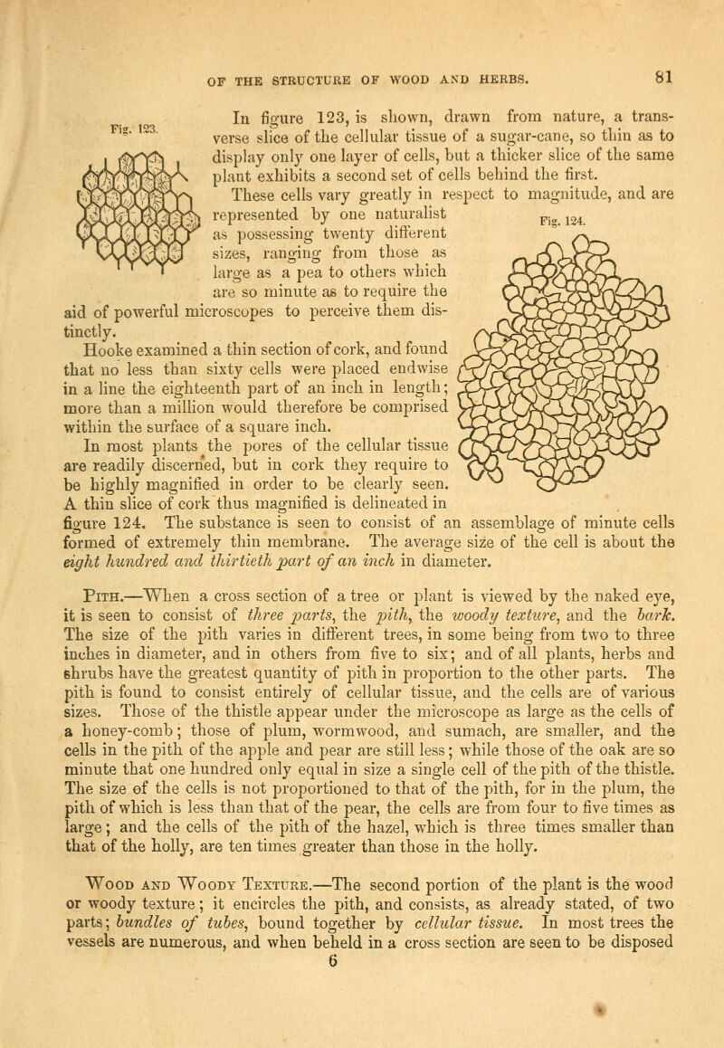 In figure 123, is shown, drawn from nature, a trans- '^ ^' verse slice of the cellular tissue of a sugar-cane, so thin as to display only one layer of cells, but a thicker slice of the same plant exhibits a second set of cells behind the first. These cells vary greatly in respect to magnitude, and are represented by one naturahst as possessing twenty different sizes, ranging from those as large as a pea to others which are so minute as to require the aid of powerful microscopes to perceive them dis- tinctly. Hooke examined a thin section of cork, and found that no less than sixty cells were placed endwise in a line the eighteenth part of an inch in length; more than a million would therefore be comprised within the surface of a square inch. In most plants the pores of the cellular tissue are readily discerned, but in cork they require to be highly magnified in order to be clearly seen. A thin slice of cork thus magnified is delineated in figure 124. The substance is seen to consist of an assemblage of minute cells formed of extremely thin membrane. The average size of the cell is about the eight hundred and thirtieth part of an inch in diameter. Pith.—When a cross section of a tree or plant is viewed by the naked eye, it is seen to consist of three parts, the j':»^7A, the woody texture, and the harJc, The size of the pith varies in different trees, in some being from two to three inches in diameter, and in others from five to six; and of all plants, herbs and shrubs have the greatest quantity of pith in proportion to the other parts. The pith is found to consist entirely of cellular tissue, and the cells are of various sizes. Those of the thistle appear under the microscope as large as the cells of a honey-comb; those of plum, wormwood, and sumach, are smaller, and the cells in the pith of the apple and pear are still less; while those of the oak are so minute that one hundred only equal in size a single cell of the pith of the thistle. The size of the cells is not proportioned to that of the pith, for in the plum, the pith of which is less than that of the pear, the cells are from four to five times as large; and the cells of the pith of the hazel, which is three times smaller than that of the holly, are ten times greater than those in the holly. Wood and Woody Texture.—The second portion of the plant is the wood or woody texture; it encircles the pith, and consists, as already stated, of two parts; bundles of tubes, bound together by cellular tissue. In most trees the vessels are numerous, and when beheld in a cross section are seen to be disposed 6