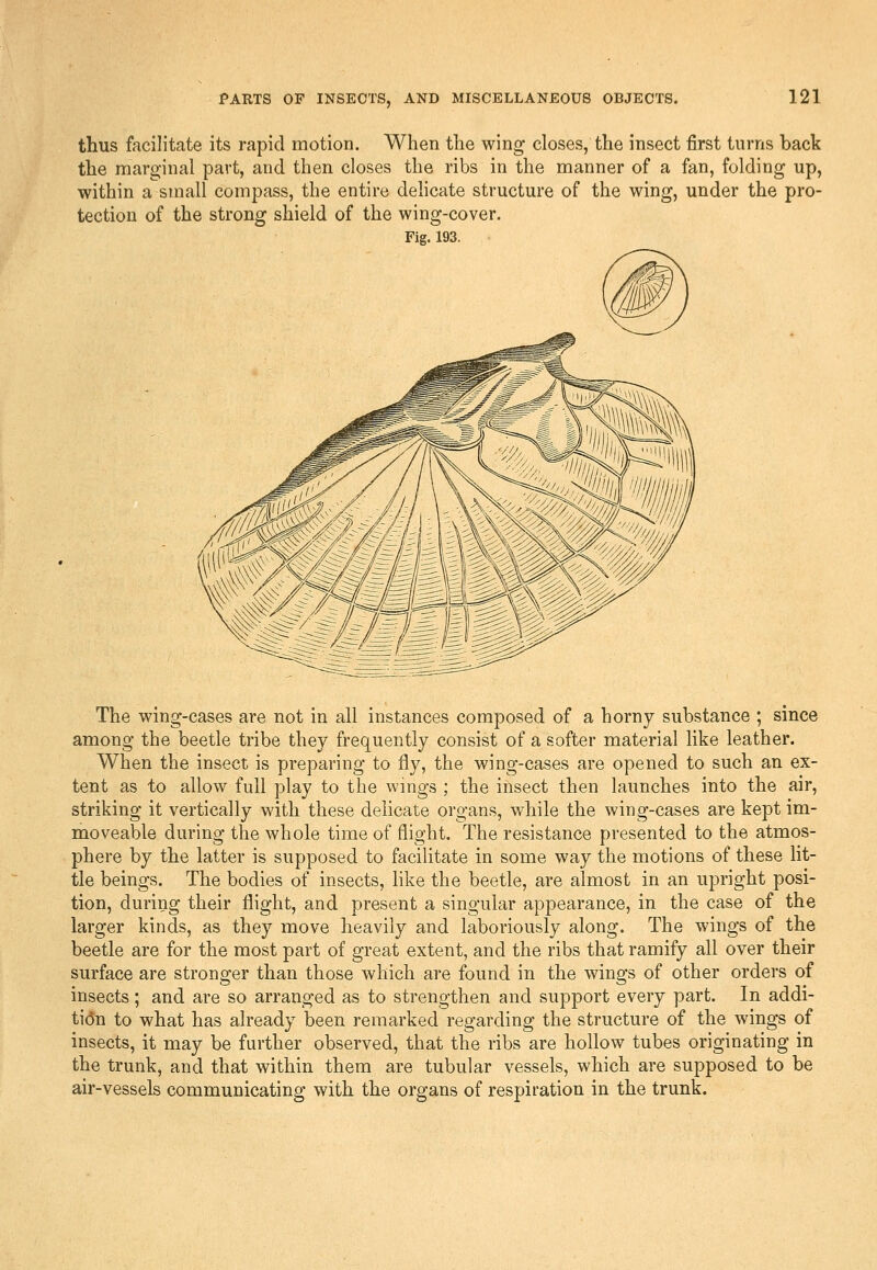 thus facilitate its rapid motion. When the wing- closes, the insect first turns back the marginal part, and then closes the ribs in the manner of a fan, folding up, within a small compass, the entire dehcate structure of the wing, under the pro- tection of the strong shield of the wing-cover. Fig. 193. The wing-cases are not in all instances composed of a horny substance ; since among the beetle tribe they frequently consist of a softer material like leather. When the insect is preparing to fly, the wing-cases are opened to such an ex- tent as to allow full play to the wmgs ; the insect then launches into the air, striking it vertically with these delicate organs, while the wing-cases are kept im- moveable during the whole time of flight. The resistance presented to the atmos- phere by the latter is supposed to facilitate in some way the motions of these lit- tle beings. The bodies of insects, like the beetle, are almost in an upright posi- tion, during their flight, and present a singular appearance, in the case of the larger kinds, as they move heavily and laboriously along. The wings of the beetle are for the most part of great extent, and the ribs that ramify all over their surface are stronger than those which are found in the wings of other orders of insects ; and are so arranged as to strengthen and support every part. In addi- tion to what has already been remarked regarding the structure of the wings of insects, it may be further observed, that the ribs are hollow tubes originating in the trunk, and that within them are tubular vessels, which are supposed to be air-vessels communicating with the organs of respiration in the trunk.