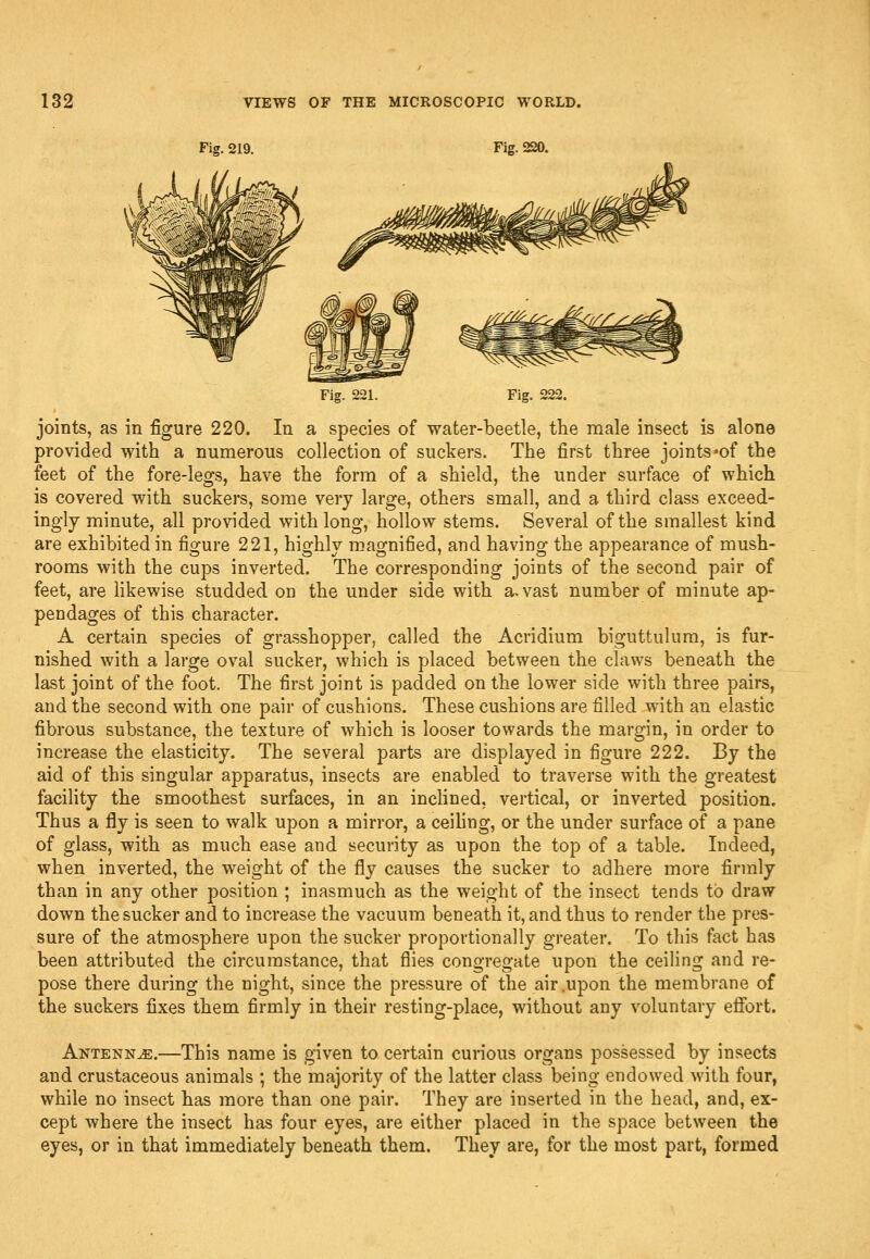 Fig. 219. Fig. 220. Fig. 221. Fig. 222. joints, as in figure 220. In a species of water-beetle, the male insect is alone provided with a numerous collection of suckers. The first three joints*of the feet of the fore-legs, have the form of a shield, the under surface of which is covered with suckers, some very large, others small, and a third class exceed- ingly minute, all provided with long, hollow stems. Several of the smallest kind are exhibited in figure 221, highly magnified, and having the appearance of mush- rooms with the cups inverted. The corresponding joints of the second pair of feet, are Hkewise studded on the under side with a, vast number of minute ap- pendages of this character. A certain species of grasshopper, called the Acridium biguttulura, is fur- nished with a large oval sucker, which is placed between the claws beneath the last joint of the foot. The first joint is padded on the lower side with three pairs, and the second with one pair of cushions. These cushions are filled with an elastic fibrous substance, the texture of which is looser towards the margin, in order to increase the elasticity. The several parts are displayed in figure 222. By the aid of this singular apparatus, insects are enabled to traverse with the greatest facility the smoothest surfaces, in an incHned, vertical, or inverted position. Thus a fly is seen to walk upon a mirror, a ceihng, or the under surface of a pane of glass, with as much ease and security as upon the top of a table. Indeed, when inverted, the weight of the fly causes the sucker to adhere more firmly than in any other position ; inasmuch as the weight of the insect tends to draw down the sucker and to increase the vacuum beneath it, and thus to render the pres- sure of the atmosphere upon the sucker proportionally greater. To this fact has been attributed the circumstance, that flies congregate upon the ceiling and re- pose there during the night, since the pressure of the air .upon the membrane of the suckers fixes them firmly in their resting-place, without any voluntary efibrt. Antenna.—This name is given to certain curious organs possessed by insects and crustaceous animals ; the majority of the latter class being endowed with four, while no insect has more than one pair. They are inserted in the head, and, ex- cept where the insect has four eyes, are either placed in the space between the eyes, or in that immediately beneath them. They are, for the most part, formed