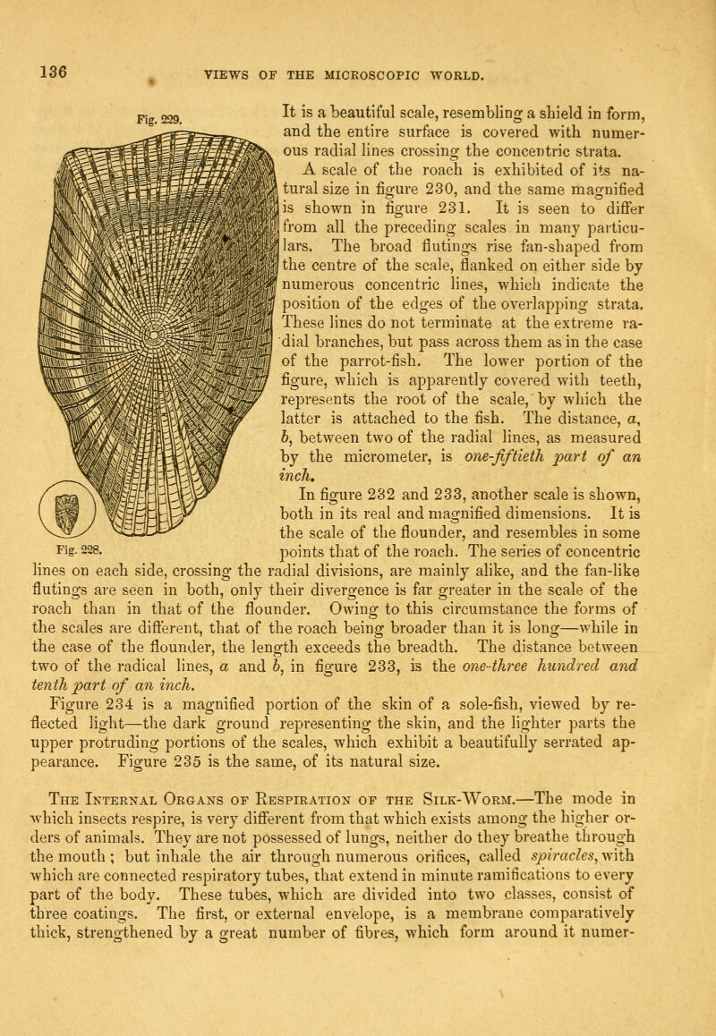 Fig. 229. It is a beautiful scale, resembling a shield in form, and the entire surface is covered with numer- ous radial lines crossing the concentric strata. A scale of the roach is exhibited of its na- tural size in figure 230, and the same magnified is shown in figure 231. It is seen to diflfer from all the preceding scales in many particu- 'lars. The broad flutings rise fan-shaped from the centre of the scale, flanked on either side by numerous concentric lines, which indicate the position of the edges of the overlapping strata. These lines do not terminate at the extreme ra- dial branches, but pass across them as in the case of the parrot-fish. The lower portion of the figure, which is apparently covered with teeth, represents the root of the scale, by which the latter is attached to the fish. The distance, a, 6, between two of the radial lines, as measured by the micrometer, is one-fiftieth part of an inch. In figure 232 and 233, another scale is shown, both in its real and magnified dimensions. It is the scale of the flounder, and resembles in some points that of the roach. The series of concentric lines on each side, crossing the radial divisions, are mainly alike, and the fan-like flutings are seen in both, only their divergence is far greater in the scale of the roach than in that of the flounder. Owing to this circumstance the forms of the scales are difterent, that of the roach being broader than it is long—while in the case of the flounder, the length exceeds the breadth. The distance between two of the radical hnes, a and 6, in figure 233, is the one-three hundred and tenth part of an inch. Figure 234 is a magnified portion of the skin of a sole-fish, viewed by re- flected light—the dark ground representing the skin, and the lighter parts the upper protruding portions of the scales, which exhibit a beautifully serrated ap- pearance. Figure 235 is the same, of its natural size. Fig. 228. The Internal Organs of Respiration of the Silk-Worm.—The mode in which insects respire, is very different from that which exists among the higher or- ders of animals. They are not possessed of lungs, neither do they breathe through the mouth; but inhale the air through numerous orifices, called spiracles, \y\ih. which are connected respiratory tubes, that extend in minute ramifications to every part of the body. These tubes, which are divided into two jclasses, consist of three coatings. The first, or external envelope, is a membrane comparatively thick, strengthened by a great number of fibres, which form around it numer-