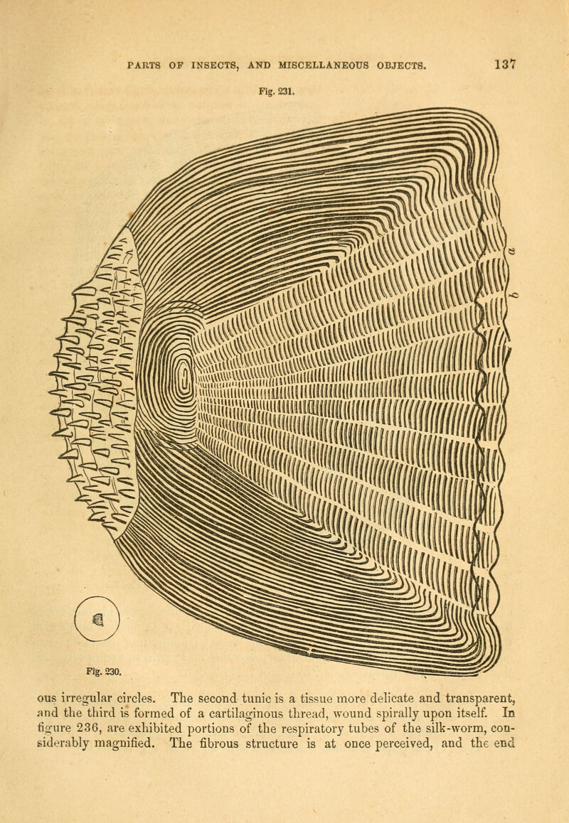 Fig. 231. 137 ous irregular circles. The second tunic is a tissue more delicate and transparent, and the third is formed of a cartilaginous thread, wound spirally upon itself. In figure 236, are exhibited portions of the respiratory tubes of the silk-worm, con- siderably magnified. The fibrous structure is at once perceived, and the end