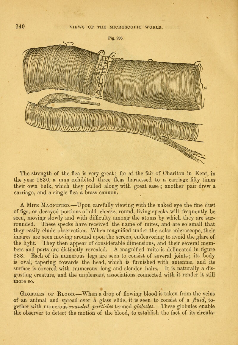 Fig. 236. The strength of the flea is very great; for at the fair of Charlton in Kent, in the year 1830, a man exhibited three fleas harnessed to a carriage fifty times their own bulk, which they pulled along with gi'eat ease ; another pair drew a carriage, and a single flea a brass cannon. A Mite Magnified.—Upon carefully viewing with the naked eye the fine dust of figs, or decayed portions of old cheese, round, living specks will frequently be seen, moving slowly and with difficulty among the atoms by which they are sur- rounded. These specks have received the name of mites, and are so small that they easily elude observation. When magnified under the solar microscope, their images are seen moving around upon the screen, endeavoring to avoid the glare of the hght. They then appear of considerable dimensions, and their several mem- bers and parts are distinctly revealed. A magnified mite is dehneated in figure 238. Each of its numerous legs are seen to consist of several joints; its body is oval, tapering towards the head, which is furnished with antennse, and its surface is covered with numerous long and slender hairs. It is naturally a dis- gusting creature, and the unpleasant associations connected with it render it still more so. ♦  ■■ Globules of Blood.—When a drop of flowing blood is taken from the veins of an animal and spread over a glass slide, it is seen to consist of a fiuid, to- gether with numerous rounded particles termed globules. These globules enable the observer to detect the motion of the blood, to establish the fact of its circula-