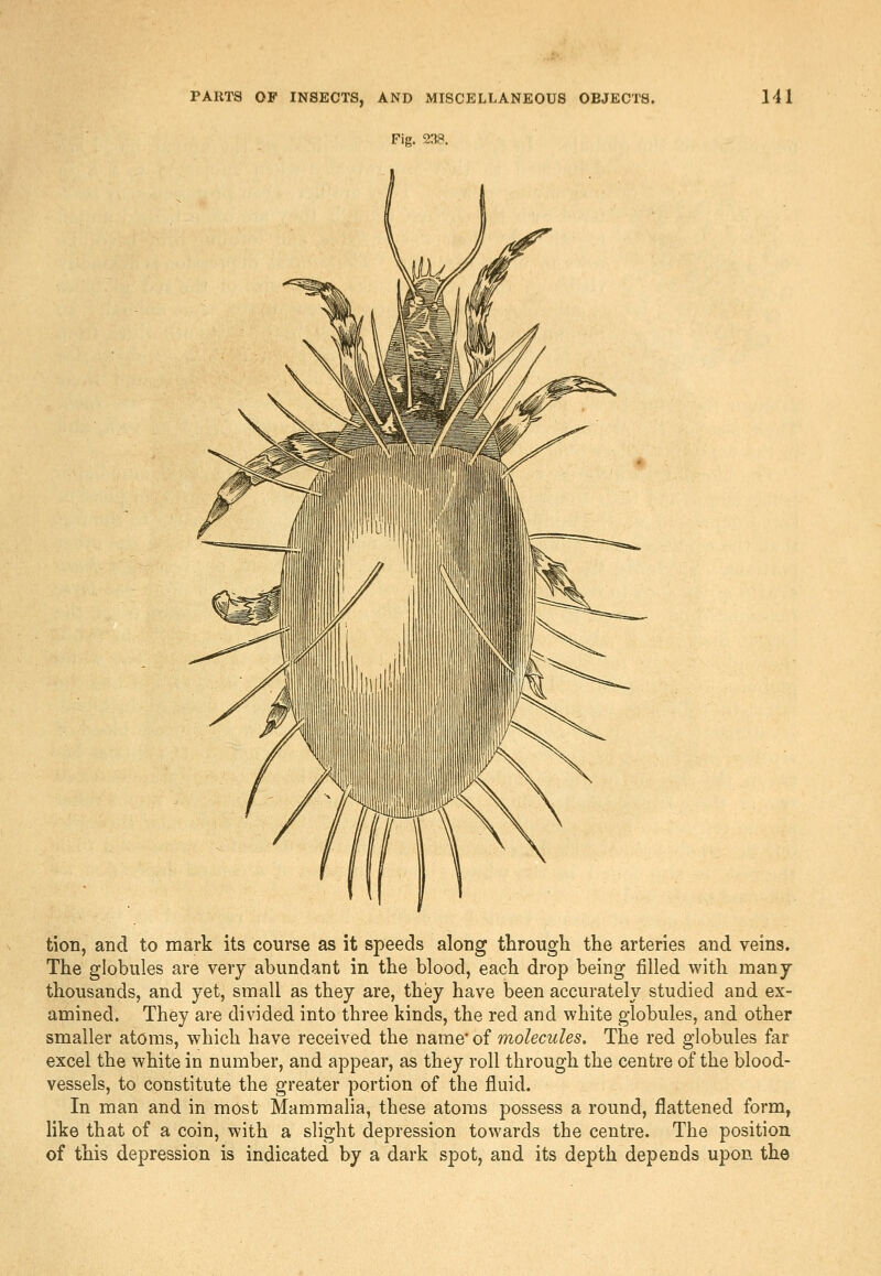 Fig. 238. tion, and to mark its course as it speeds along through the arteries and veins. The globules are very abundant in the blood, each drop being filled with many- thousands, and yet, small as they are, they have been accurately studied and ex- amined. They are divided into three kinds, the red and white globules, and other smaller atoms, which have received the name' of molecules. The red globules far excel the white in number, and appear, as they roll through the centre of the blood- vessels, to constitute the greater portion of the fluid. In man and in most Mammalia, these atoms possess a round, flattened form, hke that of a coin, with a slight depression towards the centre. The position of this depression is indicated by a dark spot, and its depth depends upon the