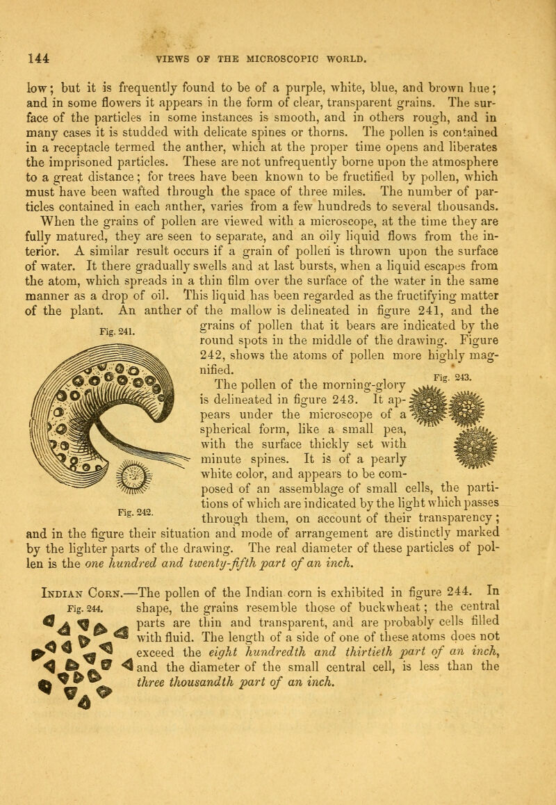 Fig. 241. low; but it is frequently found to be of a purple, wbite, blue, and brown hue; and in some flowers it appears in the form of clear, transparent grains. The sur- face of the particles in some instances is smooth, and in others rough, and in many cases it is studded with delicate spines or thorns. The pollen is contained in a receptacle termed the anther, which at the proper time opens and liberates the imprisoned particles. These are not unfrequently borne upon the atmosphere to a great distance; for trees have been known to be fructified by pollen, which must have been wafted through the space of three miles. The number of par- ticles contained in each anther, varies from a few hundreds to several thousands. When the grains of pollen are viewed with a microscope, at the time they are fully matured, they are seen to separate, and an oily liquid flows from the in- terior. A similar result occurs if a grain of pollen is thrown upon the surface of water. It there gradually swells and at last bursts, when a liquid escapes from the atom, which spreads in a thin film over the surface of the water in the same manner as a drop of oil. This liquid has been regarded as the fructifying matter of the plant. An anther of the mallow is delineated in figure 241, and the grains of pollen that it bears are indicated by the round spots in the middle of the drawing. Figure 242, shows the atoms of pollen more highly mag- nified. The pollen of the morning-glory ^°' is dehneated in figure 243. It ap- pears under the microscope of a spherical form, like a small pea, with the surface thickly set with minute spines. It is of a pearly white color, and appears to be com- posed of an assemblage of small cells, the parti- tions of which are indicated by the light which passes Fig. 242. through them, on account of their transparency ; and in the figure their situation and mode of arrangement are distinctly marked by the lighter parts of the drawing. The real diameter of these particles of pol- len is the one hundred and twenty-fifth part of an inch. Indian Corn.—The pollen of the Indian corn is exhibited in figure 244. In Fig. 244. shape, the grains resemble those of buckwheat; the central ^ jL ^ ^ ^g> parts are thin and transparent, and are probably cells filled ^ ^ with fluid. The length of a side of one of these atoms does not ^ ^ exceed the eight hundredth and thirtieth part of an inch^ ^ l^^& ^and the diameter of the small central cell, is less than the three thousandth part of an inch.