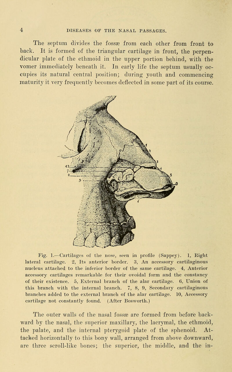 The septum divides the fossae from each other from front to back. It is formed of the triangular cartilage in front, the perpen- dicular plate of the ethmoid in the upper portion behind, with the vomer immediately beneath it. In early life the septum usually oc- cupies its natural central position; during youth and commencing maturity it very frequently becomes deflected in some part of its course. Fig. 1.—Cartilages of the nose, seen in profile (Sappey). 1, Right lateral cartilage. 2, Its anterior border. 3, An accessory cartilaginous nucleus attached to the inferior border of the same cartilage. 4, Anterior accessory cartilages remarkable for their ovoidal form and the constancy of their existence. 5, External branch of the alar cartilage. 6, Union of this branch with the internal branch. 7, 8, 9, Secondary cartilaginous branches added to the external branch of the alar cartilage. 10, Accessory cartilage not constantly found. (After Bosworth.) The outer walls of the nasal fossa? are formed from before back- ward by the nasal, the superior maxillary, the lacrymal, the ethmoid, the palate, and the internal pterygoid plate of the sphenoid. At- tached horizontally to this bony wall, arranged from above downward, are three scroll-like bones; the superior, the middle, and the in-