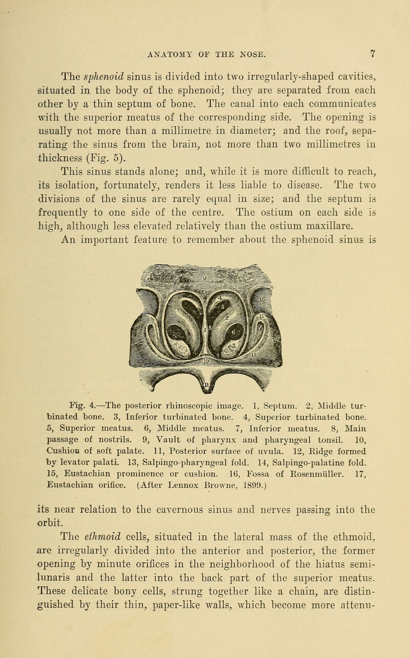 The sphenoid sinus is divided into two irregularly-shaped cavities, situated in the body of the sphenoid; they are separated from each other by a thin septum of bone. The canal into each communicates with the superior meatus of the corresponding side. The opening is usually not more than a millimetre in diameter; and the roof, sepa- rating the sinus from the brain, not more than two millimetres in thickness (Fig. 5). This sinus stands alone; and, while it is more difficult to reach, its isolation, fortunately, renders it less liable to disease. The two divisions of the sinus are rarely equal in size; and the septum is frequently to one side of the centre. The ostium on each side is high, although less elevated relatively than the ostium maxillare. An important feature to remember about the sphenoid sinus is m>**\fmmm Fig. 4.—The posterior rhinoscopic image. 1, Septum. 2, Middle tur- binated bone. 3, Inferior turbinated bone. 4, Superior turbinated bone. 5, Superior meatus. 6, Middle meatus. 7, Inferior meatus. 8, Main passage of nostrils. 9, Vault of pharynx and pharyngeal tonsil. 10, Cushion of soft palate. 11, Posterior surface of uvula. 12, Ridge formed by levator palati. 13, Salpingopharyngeal fold. 14, Salpingopalatine fold. 15, Eustachian prominence or cushion. 16, Fossa of Rosenmiiller. 17, Eustachian orifice. (After Lennox Browne, 1899.) its near relation to the cavernous sinus and nerves passing into the orbit. The ethmoid cells, situated in the lateral mass of the ethmoid, are irregularly divided into the anterior and posterior, the former opening by minute orifices in the neighborhood of the hiatus semi- lunaris and the latter into the back part of the superior meatus. These delicate bony cells, strung together like a chain, are distin- guished by their thin, paper-like walls, which become more attenu-