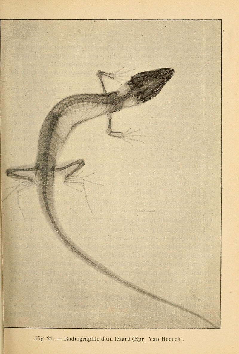 Fig, 24. — Radiographie d'un lézard (Epr. Van Heiirck