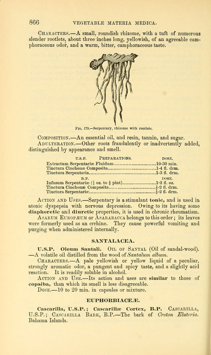 Characters.—A small, roundish rhizome, with a tuft of numerous slender rootlets, about three inches long, yellowish, of an agreeable cam- phoraceous odor, and a warm, bitter, camphoraceous taste. Fig. 179.—Serpentary, rhizome with rootlets. Composition.—An essential oil, and resin, tannin, and sugar. Adulteration.—Other roots fraudulently or inadvertently added, distinguished by appearance and smell. U.S. p. Peepaeations. dose. Extractum Serpentarise Fluidum 10-30 min. Tinctura Cinchonse Composita 1-4 fl. drm. Tinctura Serpentaria 1-3 fl. drm. B.P. DOSE. Infusum Serpentarise (i oz. to ^ pint) 1-2 fl. oz. Tinctura Cinchonse Composita ^-2 fl. drm. Tinctura Serpentarise |-2 fl. drm. Action and Uses.—Serpentary is a stimulant tonic, and is used in atonic dyspepsia with nervous depression. Owing to its having some cliaplioretic and diuretic properties, it is used in chronic rheumatism. AsARUM Europium or Asarabacca belongs to this order; its leaves were formerly used as an errhine. They cause powerful vomiting and purging when administered internally. SANTALACEA. U.S.P. Oleum Santali. Oil of Santal (Oil of sandal-wood). —A volatile oil distilled from the wood of Santalum album. Characters.—A pale yellowish or yellow liquid of a peculiar, strongly aromatic odor, a pungent and spicy taste, and a slightly acid reaction. It is readily soluble in alcohol. Action and Use.—Its action and uses are similar to those of copaiba, than which its smell is less disagreeable. Dose.—10 to 20 min. in capsules or mixture. euphokbiace^e. Cascarilla, U.S.P.; Cascarillae Cortex, B.P. Cascarilla, U.S.P.; Cascarilla Bark, B.P.—The bark of Croton Muteria. Bahama Islands.