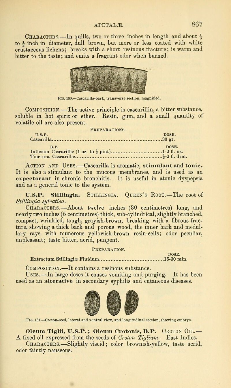 Characters.—In quills, two or three inches in length and about ^ to ^ inch in diameter, dull brown, but more or less coated with white crustaceous lichens; breaks with a short resinous fracture; is warm and bitter to the taste; and emits a fragrant odor when burned. Fig. 180.—Casearilla-bark, transverse section, magnified. Composition.—The active principle is cascarillin, a bitter substance, soluble in hot spirit or ether. Resin, gum, and a small quantity of volatile oil are also present. Peepaeations. U.S. p. DOSE. Cascarilla 30 gr. B.P. DOSE. Infusum Cascarillse (1 oz. to i pint) 1-2 fl. oz. Tinctura Cascarillse ^-2 fl. drm. Action and Uses.—Cascarilla is aromatic, stimulant and tonicc It is also a stimulant to the mucous membranes, and is used as an expectorant in chronic bronchitis. It is useful in atonic dyspepsia and as a general tonic to the system. U.S.P. Stillingia. Stillingia. Queen's Root.—The root of Stillingia sylvatiea. Characters.—About twelve inches (30 centimetres) long, and nearly two inches (5 centimetres) thick, sub-cylindrical, slightly branched, compact, wrinkled, tough, grayish-brown, breaking with a fibrous frac- ture, showing a thick bark and porous wood, the inner bark and medul- lary rays with numerous yellowish-brown resin-cells; odor peculiar, unpleasant; taste bitter, acrid, pungent. Peepaeation. DOSE. Extractum Stillingise Fluidum 15-30 min. Composition.—It contains a resinous substance. Uses.—In large doses it causes vomiting and purging. It has been used as an alterative in secondary syphilis and cutaneous diseases. Fig. 181.—Croton-seed, lateral and ventral view, and longitudinal section, showing embryo. Oleum Tig-lii, U.S.P.; Oleum Crotonis, B.P. Croton Oil.— A fixed oil expressed from the seeds of Qroton Tiglium. East Indies. Characters.—Slightly viscid; color brownish-yellow, taste acrid, odor faintly nauseous.