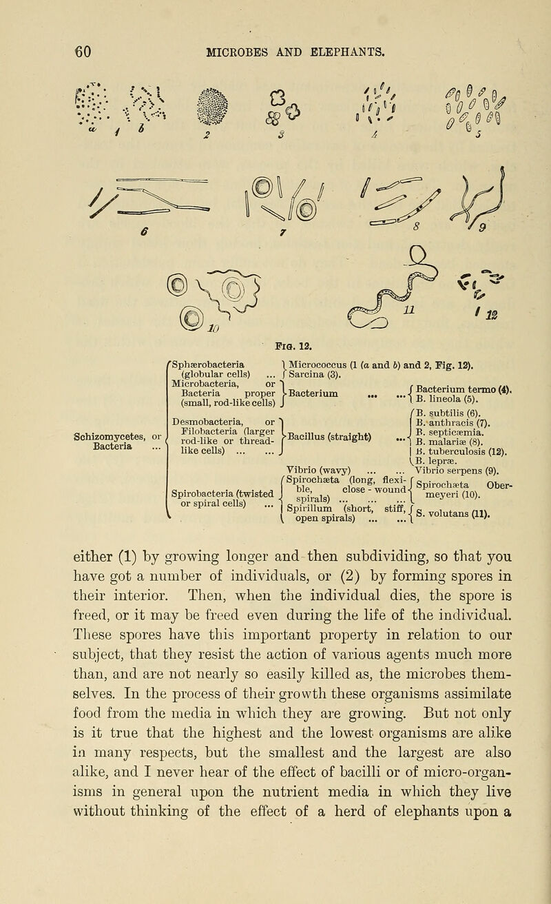 ■>■■■■ - ■}': ',■■;.' ' .: o 0a If a . 9?'If '■'• \ Schizomycetes, or Bacteria Fig. 12. 1 Micrococcus (1 (a and 6) and 2, Fig. 12). ,. )Sarcina(3). rSphserobacteria (globular cells) Microbacteria, or ~| Bacteria proper > Bacterium .., (small, rod-like cells) J Desmobacteria, or | Filobacteria (larger I -^ ... , . . ... rod-like or thread- ^Bacillus (straight) like cells) J Vibrio (wavy) iSpirochseta (long, flexi- sih*M Cl0Se-W°Und SpTrmum -(short: stiffjg . V open spirals) ... J. { S. volutans (11). / Bacterium termo (4). •IB. lineola(5). B. subtilis (6). B. anthracis (7). B. septicaemia. B. malarias (8). | ii. tuberculosis (12). ^B. lepras. Vibrio serpens (9). J Spirochaeta Ober- 1 meyeri (10). either (1) by growing longer and then subdividing, so that you have got a number of individuals, or (2) by forming spores in their interior. Then, when the individual dies, the spore is freed, or it may be freed even during the life of the individual. These spores have this important property in relation to our subject, that they resist the action of various agents much more than, and are not nearly so easily killed as, the microbes them- selves. In the process of their growth these organisms assimilate food from the media in which they are growing. But not only is it true that the highest and the lowest organisms are alike in many respects, but the smallest and the largest are also alike, and I never hear of the effect of bacilli or of micro-organ- isms in general upon the nutrient media in which they live without thinking of the effect of a herd of elephants upon a