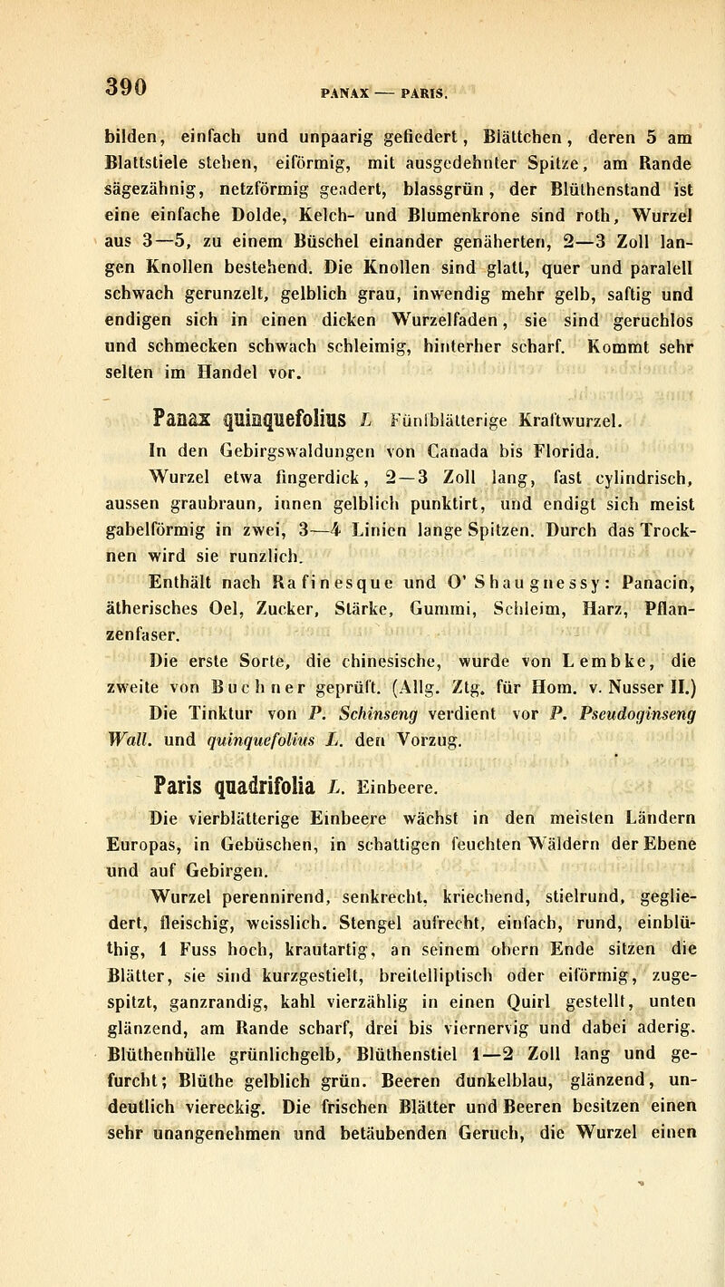 PARIS. bilden, einfach und unpaarig gefiedert, Blättchen, deren 5 am Blattstiele stehen, eiförmig, mit ausgedehnter Spitze, am Rande sägezähnig, netzförmig geädert, blassgrün, der Blülhenstand ist eine einfache Dolde, Kelch- und Blumenkrone sind roth, Wurzel aus 3—5, zu einem Büschel einander genäherten, 2—3 Zoll lan- gen Knollen bestehend. Die Knollen sind glatt, quer und paralell schwach gerunzelt, gelblich grau, inwendig mehr gelb, saftig und endigen sich in einen dicken Wurzelfaden, sie sind geruchlos und schmecken schwach schleimig, hinterher scharf. Kommt sehr selten im Handel vor. PanaS quiaquefoliUS L Fünfblälterlge Kraftwurzel. In den Gebirgswaldungen von Canada bis Florida. Wurzel etwa fingerdick, 2 — 3 Zoll lang, fast cylindrisch, aussen graubraun, innen gelblich punktirt, und endigt sich meist gabelförmig in zwei, 3—4 Linien lange Spitzen. Durch das Trock- nen wird sie runzlich. Enthält nach Rafinesque und O'S hau gnessy: Panacin, ätherisches Oel, Zucker, Stärke, Gummi, Schleim, Harz, Pflan- zenfaser. Die erste Sorte, die chinesische, wurde von Lembke, die zweite von Buch ner geprüft. (AUg. Ztg. für Hom. v. Nusser H.) Die Tinktur von P. Schinseng verdient vor P. Pseudoginseng Wall, und quinquefoKus L. den Vorzug. Paris quadrifolia i. Einbeere. Die vierblätterige Einbeere wächst in den meisten Ländern Europas, in Gebüschen, in schattigen feuchten Wäldern der Ebene und auf Gebirgen. Wurzel perennirend, senkrecht, kriechend, stielrund, geglie- dert, fleischig, weisslich. Stengel aufrecht, einfach, rund, einblü- thig, 1 Fuss hoch, krautartig, an seinem obern Ende sitzen die Blätter, sie sind kurzgestielt, breilelliplisch oder eiförmig, zuge- spitzt, ganzrandig, kahl vierzählig in einen Quirl gestellt, unten glänzend, am Rande scharf, drei bis viernervig und dabei aderig. Blüthenhülle grünlichgelb, Blüthenstiel 1—2 Zoll lang und ge- furcht; Blüthe gelblich grün. Beeren dunkelblau, glänzend, un- deutlich viereckig. Die frischen Blätter und Beeren besitzen einen sehr unangenehmen und betäubenden Geruch, die Wurzel einen