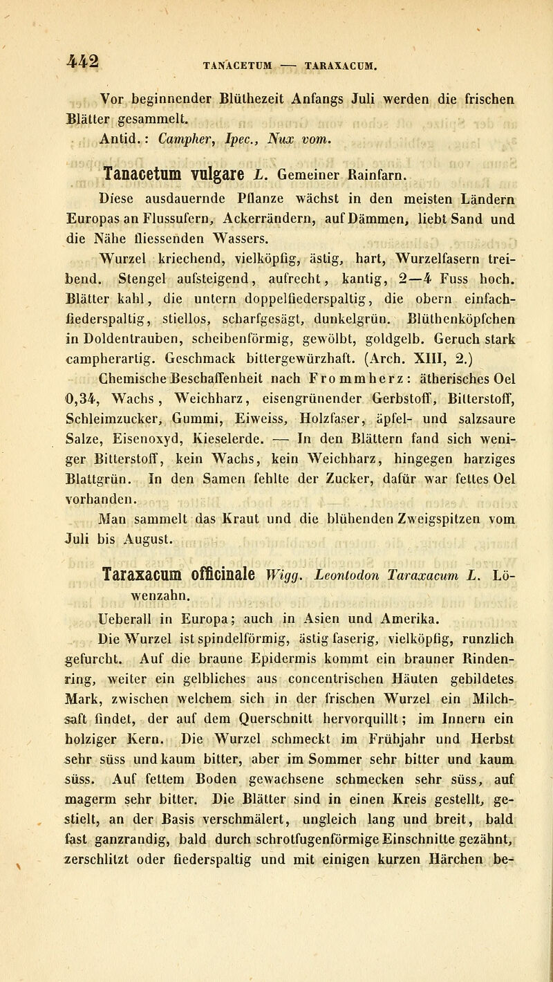 TANACETÜM TARAXACüM. \ Vor beginnender Blülhezeit Anfangs Juli werden die frischen Blätter gesammelt. Antid.: Campher, Ipec, Nux vom. Tanacetum vulgare X. Gemeiner Rainfarn. Diese ausdauernde Pflanze wächst in den meisten Ländern Europas an Flussufern, Ackerrändern, auf Dämmen, liebt Sand und die Nähe fliessenden Wassers, Wurzel kriechend, vielköpfig, ästig, hart, Wurzelfasern trei- bend. Stengel aufsteigend, aufrecht, kantig, 2—4 Fuss hoch. Blätter kahl, die untern doppelfiederspaltig, die obern einfach- fiederspaltig, stiellos, scharfgesägt, dunkelgrün. Blüthenköpfchen in Doldentrauben, scheibenförmig, gewölbt, goldgelb. Geruch stark campherartig. Geschmack bittergewürzhaft. (Arch. XIII, 2.) Chemische Beschaffenheit nach Frommherz: ätherisches Oel 0,34, Wachs, Weichharz, eisengrünender Gerbstoff, Bitterstoff, Schleimzucker, Gummi, Eiweiss, Holzfaser, äpfel- und salzsaure Salze, Eisenoxyd, Kieselerde. — In den Blättern fand sich weni- ger Bitterstoff, kein Wachs, kein Weichharz, hingegen harziges Blattgrün, In den Samen fehlte der Zucker, dafür war fettes Oel vorhanden. Man sammelt das Kraut und die blühenden Zweigspitzen vom Juli bis August. TaraxaCUm Officinale Wigg. Leonlodon Taraxamm L. Lö- wenzahn. Ueberall in Europa; auch in Asien und Amerika. Die Wurzel ist spindelförmig, ästig faserig, vielköpfig, runzlich gefurcht. Auf die braune Epidermis kommt ein brauner Rinden- rjng, weiter ein gelbliches aus concentrischen Häuten gebildetes Mark, zwischen welchem sich in der frischen Wurzel ein Milch- saft findet, der auf dem Querschnitt hervorquillt; im Innern ein holziger Kern. Die Wurzel schmeckt im Frühjahr und Herbst sehr süss und kaum bitter, aber im Sommer sehr bitter und kaum 5ÜSS. Auf fettem Boden gewachsene schmecken sehr süss, auf magerm sehr bitter. Die Blätter sind in einen Kreis gestellt, ge- stielt, an der Basis verschmälert, ungleich lang und breit, bald fast ganzrandig, bald durch schrotfugenförmige Einschnitte gezähnt, zerschlitzt oder fiederspaltig und mit einigen kurzen Härchen be-