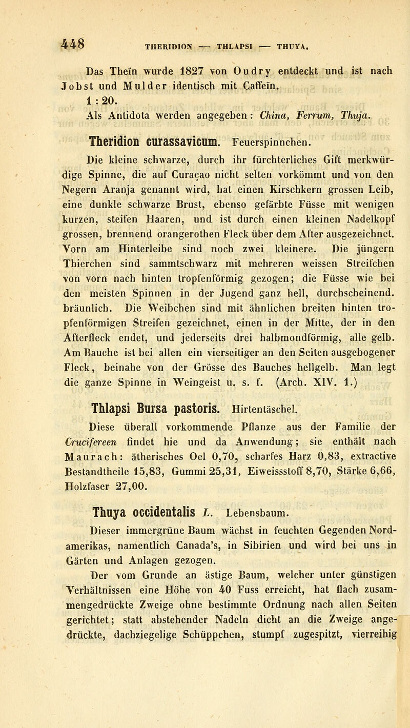 THERIDION TULAPSI THÜYA. Das Thein wurde 1827 von Oudry entdeckt und ist nach Jobst und Mulder identisch mit Caffein. 1 : 20. Als Antidota werden angegeben : China, Ferrum, Thuja. Theridion CUraSSaviCUm. Feuerspinnchen. Die kleine schwarze, durch ihr fürchterliches Gift merkwür- dige Spinne, die auf Curacao nicht selten vorkömmt und von den Negern Aranja genannt wird, hat einen Kirschkern grossen Leib, eine dunkle schwarze Brust, ebenso gefärbte Füsse mit wenigen kurzen, steifen Haaren, und ist durch einen kleinen Nadelkopf grossen, brennend orangerothen Fleck über dem After ausgezeichnet. Vorn am Hinterleibe sind noch zwei kleinere. Die Jüngern Thierchen sind sammtschwarz mit mehreren weissen Streifchen von vorn nach hinten tropfenförmig gezogen; die Füsse wie bei den meisten Spinnen in der Jugend ganz hell, durchscheinend, bräunlich. Die Weibchen sind mit ähnlichen breiten hinten tro- pfenförmigen Streifen gezeichnet, einen in der Mitte, der in den Afterfleck endet, und jederseits drei halbmondförmig, alle gelb. Am Bauche ist bei allen ein vierseitiger an den Seiten ausgebogener Fleck, beinahe von der Grösse des Bauches hellgelb. Man legt die ganze Spinne in Weingeist u. s. f. (Arch. XIV. 1.) Thlapsi Bursa pastoris. Hirtentäschel. Diese überall vorkommende Pflanze aus der Familie der Crucifereen findet hie und da Anwendung; sie enthält nach Maurach: ätherisches Oel 0,70, scharfes Harz 0,83, extractive Bestandtheile 15,83, Gummi 25,31, Eiweissstoff 8,70, Stärke 6,66, Holzfaser 27,00. Thuya OCCidentaliS L. Lebensbaum. Dieser immergrüne Baum wächst in feuchten Gegenden Nord- amerikas, namentlich Canada's, in Sibirien und wird bei uns in Gärten und Anlagen gezogen. Der vom Grunde an ästige Baum, welcher unter günstigen Verhältnissen eine Höhe von 40 Fuss erreicht, hat flach zusam- mengedrückte Zweige ohne bestimmte Ordnung nach allen Seiten gerichtet; statt abstehender Nadeln dicht an die Zweige ange- drückte, dachziegelige Schüppchen, stumpf zugespitzt, vierreihig