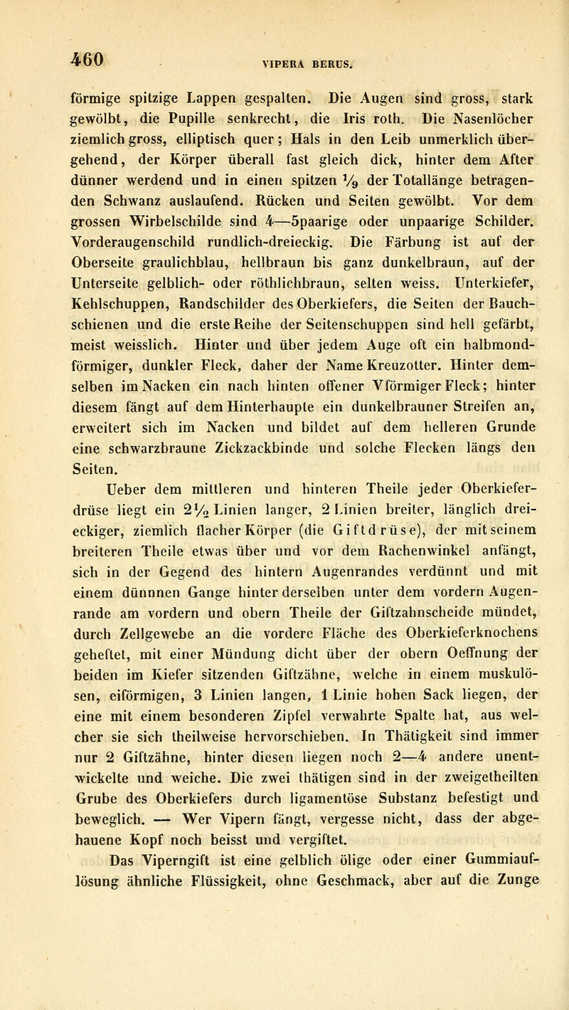 VIPERA BERüS. förmige spitzige Lappen gespalten. Die Augen sind gross, stark gewölbt, die Pupille senkrecht, die Iris roth. Die Nasenlöcher ziemlich gross, elliptisch quer; Hals in den Leib unmerklich über- gehend, der Körper überall fast gleich dick, hinter dem After dünner werdend und in einen spitzen V9 der Totallänge betragen- den Schwanz auslaufend. Rücken und Seiten gewölbt. Vor dem grossen Wirbelschilde sind 4—öpaarige oder unpaarige Schilder. Vorderaugenschild rundlich-dreieckig. Die Färbung ist auf der Oberseite graulichblau, hellbraun bis ganz dunkelbraun, auf der Unterseite gelblich- oder röthlichbraun, selten weiss. Unterkiefer, Kehlschuppen, Randschildcr des Oberkiefers, die Seiten der Bauch- schienen und die erste Reihe der Scitenschuppen sind hell gefärbt, meist weisslich. Hinter und über jedem Auge oft ein halbmond- förmiger, dunkler Fleck, daher der Name Kreuzotter. Hinter dem- selben im Nacken ein nach hinten offener Vförmiger Fleck; hinter diesem fängt auf dem Hinterhauple ein dunkelbrauner Streifen an, erweitert sich im Nacken und bildet auf dem helleren Grunde eine schwarzbraune Zickzackbinde und solche Flecken längs den Seiten. Ueber dem mittleren und hinteren Theile jeder Oberkiefer- drüse liegt ein 2Vo Linien langer, 2 Linien breiter, länglich drei- eckiger, ziemlich flacher Körper (die Giftdrüse), der mit seinem breiteren Theile etwas über und vor dem Rachenwinkel anfängt, sich in der Gegend des hintern Augenrandes verdünnt und mit einem dünnnen Gange hinter derselben unter dem vordem Augen- rande am vordem und obern Theile der Giftzahnscheide mündet, durch Zellgewebe an die vordere Fläche des Oberkieferknochens geheftet, mit einer Mündung dicht über der obern Oeffnung der beiden im Kiefer sitzenden Giftzähne, welche in einem muskulö- sen, eiförmigen, 3 Linien langen, 1 Linie hohen Sack liegen, der eine mit einem besonderen Zipfel verwahrte Spalte hat, aus wel- cher sie sich theilweise hervorschieben. In Thätigkeit sind immer nur 2 Giftzähne, hinter diesen liegen noch 2—4 andere unent- wickelte und weiche. Die zwei Ihäligen sind in der zweigetheilten Grube des Oberkiefers durch ligamentöse Substanz befestigt und beweglich. — Wer Vipern fängt, vergesse nicht, dass der abge- hauene Kopf noch beisst und vergiftet. Das Viperngift ist eine gelblich ölige oder einer Gummiauf- lösung ähnliche Flüssigkeit, ohne Geschmack, aber auf die Zunge