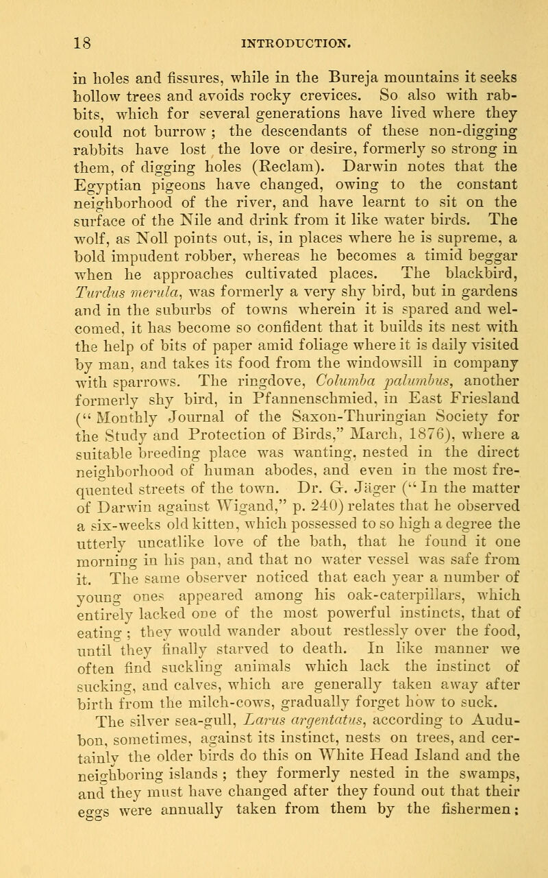 in holes and fissures, while in the Bureja mountains it seeks hollow trees and avoids rocky crevices. So also with rab- bits, which for several generations have lived where they could not burrow ; the descendants of these non-digging rabbits have lost the love or desire, formerly so strong in them, of digging holes (Reclam). Darwin notes that the Eg'yptian pigeons have changed, owing to the constant neio-hborhood of the river, and have learnt to sit on the surface of the Nile and drink from it like water birds. The w^olf, as Noll points out, is, in places where he is supreme, a bold impudent robber, whereas he becomes a timid beggar when he approaches cultivated places. The blackbird, Turdus merula^ w^as formerly a very shy bird, but in gardens and in the suburbs of towns wherein it is spared and wel- comed, it has become so confident that it builds its nest with the help of bits of paper amid foliage where it is daily visited by man, and takes its food from the windowsill in company with sparrows. The ringdove, Coluinha palumhus, another formerly shy bird, in Pfannenschmied, in East Friesland ( Monthly Journal of the Saxon-Thuringian Society for the Study and Protection of Birds, March, 1876), where a suitable breeding place was wanting, nested in the direct neic^hborhood of human abodes, and even in the most fre- quented streets of the town. Dr. G-. Jager (In the matter of Darwin against Wigand, p. 240) relates that he observed a six-weeks old kitten, which possessed to so high a degree the utterly uncatlike love of the bath, that he found it one morniog in his pan, and that no water vessel was safe from it. The same observer noticed that each year a number of young ones appeared among his oak-caterpillars, which entirely lacked odc of the most powerful instincts, that of eatino-; they would wander about restlessly over the food, until they finally starved to death. In like manner we often find suckling animals which lack the instinct of sucking, and calves, which are generally taken away after birth from the milch-cows, gradually forget how to suck. The silver sea-gull, Larus argentatus, according to Audu- bon, sometimes, against its instinct, nests on trees, and cer- tainlv the older birds do this on White Head Island and the neighboring islands ; they formerly nested in the swamps, and they must have changed after they found out that their ego-s were annually taken from them by the fishermen;