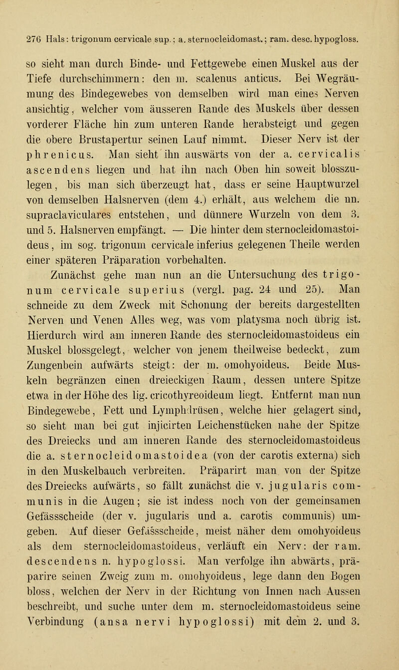 SO sieht man durch Binde- und Fettgewebe einen Muskel aus der Tiefe durchschimmern: den m. scalenus anticus. Bei Wegräu- mung des Bindegewebes von demselben wird man eines Nerven ansichtig, welcher vom äusseren Rande des Muskels über dessen vorderer Fläche hin zum unteren Rande herabsteigt und gegen die obere Brustapertur seinen Lauf nimmt. Dieser Nerv ist der phrenicus. Man sieht ihn auswärts von der a. cervicalis ascendens liegen und hat ihn nach Oben hin soweit blosszu- legen, bis man sich überzeugt hat, dass er seine Hauptwurzel von demselben Halsnerven (dem 4.) erhält, aus welchem die nn. supraclaviculares entstehen, und dünnere Wurzeln von dem 8. und 5. Halsnerven empfängt. — Die hinter dem sternocleidomastoi- deus, im sog. trigonum cervicale inferius gelegenen Theile werden einer späteren Präparation vorbehalten. Zunächst gehe man nun an die Untersuchung des trigo- num cervicale sup er ins (vergi. pag. 24 und 25). Man schneide zu dem Zweck mit Schonung der bereits dargestellten Nerven und Venen Alles weg, was vom platysma noch übrig ist. Hierdurch wird am inneren Rande des sternocleidomastoideus ein Muskel blossgelegt, welcher von jenem theilweise bedeckt, zum Zungenbein aufwärts steigt: der m. omohyoideus. Beide Mus- keln begränzen einen dreieckigen Raum, dessen untere Spitze etwa in der Höhe des lig. cricothyreoideam liegt. Entfernt man nun Bindegewebe, Fett und Lymphdrüsen, welche hier gelagert sind, so sieht man bei gut injicirten Leichenstücken nahe der Spitze des Dreiecks und am inneren Rande des sternocleidomastoideus die a. s t e r n o c 1 e i d o m a s t o i d e a (von der carotis externa) sich in den Muskelbauch verbreiten. Präparirt man von der Spitze des Dreiecks aufwärts, so fällt zunächst die v. jugularis com- munis in die Augen; sie ist indess noch von der gemeinsamen Gefässscheide (der v. jugularis und a. carotis communis) um- geben. Auf dieser Gefässscheide, meist näher dem omohyoideus als dem sternocleidomastoideus, verläuft ein Nerv: der ram. d e s c e n d e n s n. hy p o g 1 o s s i. Man verfolge ihn abwärts, prä- parire seinen Zweig zum m. omohyoideus, lege dann den Bogen bloss, welchen der Nerv in der Richtung von Innen nach Aussen beschreibt, und suche unter dem m. sternocleidomastoideus seine Verbindung (ansa nervi hypoglossi) mit dem 2. und 3.