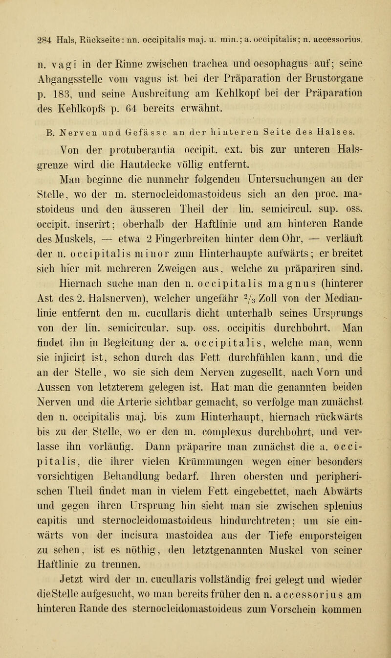 n. Vagi in der Rinne zwischen trachea und Oesophagus auf; seme Ahgangsstelle vom vagus ist bei der Präparation der Brustorgane p. 183, und seine Ausbreitung am Kehlkopf bei der Präparation des Kehlkopfs p. 64 bereits erwähnt. B. Nerven und Gefässe an der hinteren Seite des Halses. Von der protuberantia occipit. ext. bis zur unteren Hals- grenze wird die Hautdecke völlig entfernt. Man beginne die nunmehr folgenden Untersuchungen an der Stelle, wo der m. sternocleidomastoideus sich an den proc. ma- stoideus und den äusseren Theil der lin. semicircul. sup. oss. occipit. inserirt; oberhalb der Haftlinie und am hinteren Rande des Muskels, — etwa 2 Fingerbreiten hinter dem Ohr, — verläuft der n. occipitalis minor zum Hinterhaupte aufwärts; er breitet sich hier mit mehreren Zweigen aus, welche zu präpariren sind. Hiernach suche man den n. occipitalis magnus (hinterer Ast des 2. Halsnerven), welcher ungefähr 2/3 Zoll von der Median- linie entfernt den m. cucullaris dicht unterhalb seines Ursprungs von der lin. semicircular. sup. oss. occipitis durchbohrt. Man findet ihn in Begleitung der a. occipitalis, welche man, wenn sie injicirt ist, schon durch das Fett durchfühlen kann, und die an der Stelle, wo sie sich dem Nerven zugesellt, nach Vorn und Aussen von letzterem gelegen ist. Hat man die genannten beiden Nerven und die Arterie sichtbar gemacht, so verfolge man zunächst den n. occipitalis maj. bis zum Hinterhaupt, hiernach rückwärts bis zu der Stelle, wo er den m. complexus durchbohrt, und ver- lasse ihn vorläufig. Dann präparire man zunächst die a. occi- pitalis, die ihrer vielen Krümmungen wegen einer besonders vorsichtigen Behandlung bedarf. Ihren obersten und peripheri- schen Theil findet man in vielem Fett eingebettet, nach Abwärts und gegen ihren Ursprung hin sieht man sie zwischen splenius capitis und sternocleidomastoideus hindurchtreten; um sie ein- wärts von der incisura mastoidea aus der Tiefe emporsteigen zu sehen, ist es nöthig, den letztgenannten Muskel von seiner Haftlinie zu trennen. Jetzt wird der m. cucullaris vollständig frei gelegt und wieder die Stelle aufgesucht, wo man bereits früher den n. accessorius am hinteren Rande des sternocleidomastoideus zum Vorschein kommen