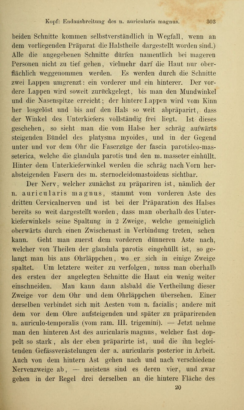beiden Schnitte kommen selbstverständlich in Wegfall, wenn an dem vorliegenden Präparat die Halstheile dargestellt worden sind.) Alle die angegelDenen Schnitte dürfen namentlich bei mageren Personen nicht zu tief gehen, vielmehr darf die Haut nur ober- flächlich weggenommen werden. Es werden durch die Schnitte zwei Lappen umgrenzt: ein vorderer und ein hinterer. Der vor- dere Lappen wird soweit zurückgelegt, bis man den Mundwinkel und die Nasenspitze erreicht; der hintere Lappen wird vom Kinn her losgelöst und bis auf den Hals so weit abpräparirt, dass der Winkel des Unterkiefers vollständig frei liegt. Ist dieses geschehen, so sieht man die vom Halse her schräg aufwärts steigenden Bündel des platysma myoides, und in der Gegend unter und vor dem Ohr die Faserzüge der fascia parotideo-mas- seterica, welche die glandula parotis und den m. masseter einhüllt. Hinter dem Unterkieferwinkel werden die schräg nach Vorn her- absteigenden Fasern des m. sternocleidomastoideus sichtbar. Der Nerv, welcher zunächst zu präpariren ist, uämhch der n. auricularis magnus, stammt vom vorderen Aste des dritten Cervicalnerven und ist bei der Präparation des Halses bereits so weit dargestellt worden, dass man oberhalb des Unter- kieferwinkels seine Spaltung in 2 Zweige, welche gemeiniglich oberwärts durch einen Zwischenast in Verbindung treten, sehen kann. Geht man zuerst dem vorderen dünneren Aste nach, welcher von Theilen der glandula parotis eingehüllt ist, so ge- langt man bis ans Ohrläppchen, wo er sich in einige Zweige spaltet. Um letztere weiter zu verfolgen, muss man oberhalb des ersten der angelegten Schnitte die Haut ein wenig weiter einschneiden. Man kann dann alsbald die Vertheilung dieser Zweige vor dem Ohr und dem Ohrläppchen übersehen. Einer derselben verbindet sich mit Aesten vom n. facialis; andere mit dem vor dem Ohre aufsteigenden und später zu präparirenden n. auriculo-temporalis (vom ram. HL trigemini). — Jetzt nehme man den hinteren Ast des auricularis magnus, welcher fast dop- pelt so stark, als der eben präparirte ist, und die ihn beglei- tenden Gefässverästelungen der a. auricularis posterior in Arbeit. Auch von dem hintern Ast gehen nach und nach verschiedene Nervenzweige ab, — meistens sind es deren vier, und zwar gehen in der Regel drei derselben an die hintere Fläche des 20