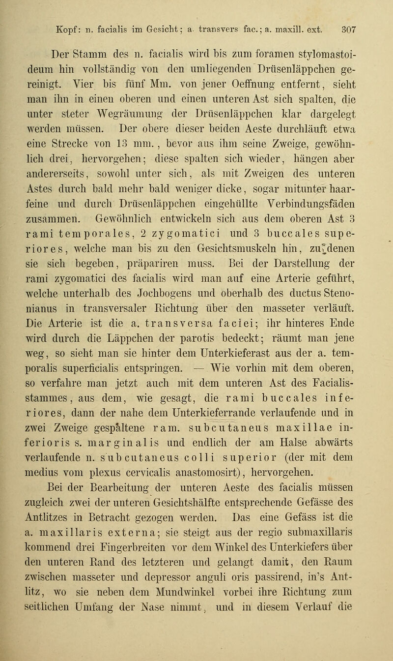 Der stamm des n. facialis wird bis zum foramen stylomastoi- deum hin vollständig von den umliegenden Drüsenläppchen ge- reinigt. Vier bis fünf Mm. von jener Oefifnung entfernt, sieht man ihn in einen oberen und einen unteren Ast sich spalten, die unter steter Wegränmung der Drüsenläppchen klar dargelegt werden müssen. Der obere dieser beiden Aeste durchläuft etwa eine Strecke von 13 mm., bevor aus ihm seine Zweige, gewöhn- lich drei, hervorgehen; diese spalten sich wieder, hängen aber anderersefts, sowohl unter sich, als mit Zweigen des unteren Astes durch bald mehr bald weniger dicke, sogar mitunter haar- feine und durch Drüsenläppchen eingehüllte Verbindungsfäden zusammen. Gewöhnlich entwickeln sich aus dem oberen Ast 3 rami temporales, 2 zygomatici und 3 buccales supe- r i 0 r e s , welche man bis zu den Gesichtsmuskeln hin, zuTdenen sie sich begeben, präpariren muss. Bei der Darstellung der rami zygomatici des facialis wird man auf eine Arterie geführt, welche unterhalb des Jochbogens und oberhalb des ductus Steno- nianus in transversaler Pachtung über den masseter verläuft. Die Arterie ist die a. transversa faciei; ihr hinteres Ende wird durch die Läppchen der parotis bedeckt; räumt man jene weg, so sieht man sie hinter dem Unterkieferast aus der a. tem- poralis superficiahs entspringen. — Wie vorhin mit dem oberen, so verfahre man jetzt auch mit dem unteren Ast des Facialis- stammes, aus dem, wie gesagt, die rami buccales infe- riores, dann der nahe dem Unterkieferrande verlaufende und in zwei Zweige gespaltene ram. subcutaneus maxillae in- ferioris s. marginalis und endlich der am Halse abwärts verlaufende n. subcutaneus colli superior (der mit dem medius vom plexus cervicalis anastomosirt), hervorgehen. Bei der Bearbeitung der unteren Aeste des facialis müssen zugleich zwei der unteren Gesichtshälfte entsprechende Gefässe des Antlitzes in Betracht gezogen werden. Das eine Gefäss ist die a. m a X i 11 a r i s externa; sie steigt aus der regio submaxillaris kommend drei Fingerbreiten vor dem Winkel des Unterkiefers über den unteren Rand des letzteren und gelangt damit, den Raum zwischen masseter und depressor anguli oris passirend, in's Ant- litz, wo sie neben dem Mundwinkel vorbei ihre Richtung zum seitlichen Umfang der Nase nimmt, und in diesem Verlauf die