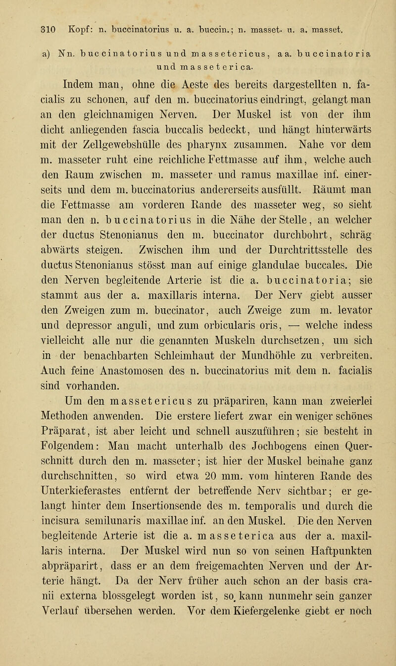 a) Nn. buccinatorius und m a s s etericus , a a. b u ccinato ria und masseterica. Indem man, ohne die Aeste des bereits dargestellten n. fa- cialis zu schonen, auf den m. buccinatorius eindringt, gelangt man an den gleichnamigen Nerven. Der Muskel ist von der ihm dicht anliegenden fascia buccalis bedeckt, und hängt hinterwärts mit der Zellgewebshülle des pharynx zusammen. Nahe vor dem m. masseter ruht eine reichliche Fettmasse auf ihm, welche auch den Raum zwischen m. masseter und ramus maxillae inf. einer- seits und dem m. buccinatorius andererseits ausfüllt. Räumt man die Fettmasse am vorderen Rande des masseter weg, so sieht man den n. buccinatorius in die Nähe der Stelle, an welcher der ductus Stenonianus den m. buccinator durchbohrt, schräg abwärts steigen. Zwischen ihm und der Durchtrittsstelle des ductus Stenonianus stösst man auf einige glandulae buccales. Die den Nerven begleitende Arterie ist die a. buccinatoria; sie stammt aus der a. maxillaris interna. Der Nerv giebt ausser den Zweigen zum m. buccinator, auch Zweige zum m. levator und depressor anguli, und zum orbicularis oris, — welche indess vielleicht alle nur die genannten Muskeln durchsetzen, um sich in der benachbarten Schleimhaut der Mundhöhle zu verbreiten. Auch feine Anastomosen des n. buccinatorius mit dem n. facialis sind vorhanden. Um den massetericus zu präpariren, kann man zweierlei Methoden anwenden. Die erstere liefert zwar ein weniger schönes Präparat, ist aber leicht und schnell auszuführen; sie besteht in Folgendem: Man macht unterhalb des Jochbogens einen Quer- schnitt durch den m. masseter; ist hier der Muskel beinahe ganz durchschnitten, so wird etwa 20 mm. vom hinteren Rande des Unterkieferastes entfernt der betreffende Nerv sichtbar; er ge- langt hinter dem Insertionsende des m. temporalis und durch die incisura semilunaris maxillae inf. an den Muskel. Die den Nerven begleitende Arterie ist die a. m asse terica aus der a. maxil- laris interna. Der Muskel wird nun so von seinen Haftpunkten abpräparirt, dass er an dem freigemachten Nerven und der Ar- terie hängt. Da der Nerv früher auch schon an der basis cra- nii externa blossgelegt worden ist, so. kann nunmehr sein ganzer Verlauf übersehen werden. Vor dem Kiefergelenke giebt er noch