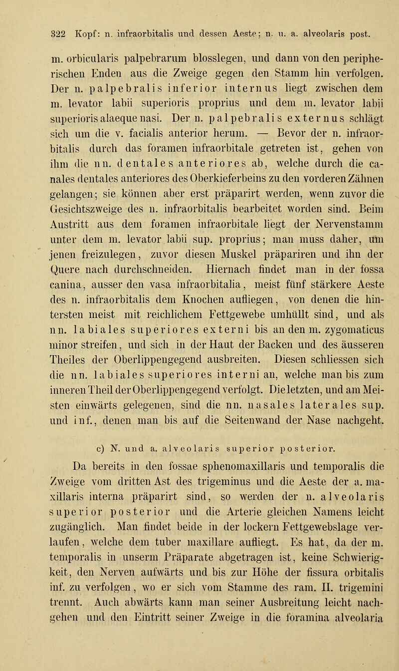 m. orbicularis palpebrarum biossiegen, und dann von den periphe- rischen Enden aus die Zweige gegen den Stamm hin verfolgen. Der n. palpebralis inferior internus liegt zwischen dem m. levator labii superioris proprius und dem m. levator labii superiorisalaequenasi. Der n. palpebralis externus schlägt sich um die v. facialis anterior herum. — Bevor der n. infraor- bitalis durch das foramen infraorbitale getreten ist, gehen von ihm die nn. dentales anteriores ab, welche durch die ca- nales dentales anteriores des Oberkieferbeins zu den vorderen Zähnen gelangen; sie können aber erst präparirt werden, wenn zuvor die Gesichtszweige des u. infraorbitalis bearbeitet worden sind. Beim Austritt aus dem foramen infraorbitale liegt der Nervenstamm unter dem m. levator labii sup. proprius; man muss daher, um jenen freizulegen, zuvor diesen Muskel präpariren und ihn der Quere nach durchschneiden. Hiernach findet man in der fossa canina, ausser den vasa infraorbitaha, meist fünf stärkere Aeste des n. infraorbitalis dem Knochen aufliegen, von denen die hin- tersten meist mit reichlichem Fettgewebe umhüllt sind, und als nn. labiales superiores externi bis an den m. zygomaticus minor streifen, und sich in der Haut der Backen und des äusseren Theiles der Oberlippengegend ausbreiten. Diesen schliessen sich die nn. labiales superiores interni an, welche man bis zum inneren Theil der Oberlippengegend verfolgt. Die letzten, und am Mei- sten einwärts gelegenen, sind die nn. nasales laterales sup. und in f., denen man bis auf die Seitenwand der Nase nachgeht. c) N. und a. alveolaris superior posterior. Da bereits in den fossae sphenomaxillaris und temporalis die Zw^eige vom dritten Ast des trigeminus und die Aeste der a. ma- xillaris interna präparirt sind, so werden der n. alveolaris superior posterior und die Arterie gleichen Namens leicht zugänglich. Man findet beide in der lockern Fettgewebslage ver- laufen , welche dem tuber maxillare aufliegt. Es hat, da der m. temporalis in unserm Präparate abgetragen ist, keine Schwierig- keit, den Nerven aufwärts und bis zur Höhe der fissura orbitahs inf. zu verfolgen, wo er sich vom Stamme des ram. II. trigemini trennt. Auch abwärts kann man seiner Ausbreitung leicht nach- gehen und den Eintritt seiner Zweige in die foramina alveolaria