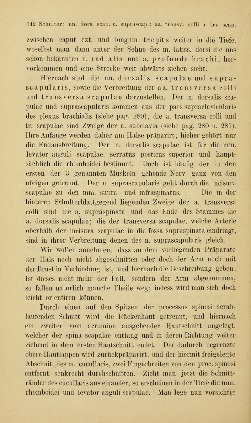 zwischen caput ext. und longuni tricipitis weiter in die Tiefe, woselbst mau dann unter der Sehne des m. latiss. dorsi die uns schon bekannten n. radialis und a. profunda brachii her- vorkommen und eine Strecke weit abwärts ziehen sieht. Hiernach sind die nn. dorsalis scapulae und s upra- se a pul aris, sowie die Verbreitung der aa. transversa colli und transversa scapulae darzustellen. Der n. dorsalis sca- pulae und suprascapularis kommen aus der pars supraclavicularis des plexus brachiahs (siehe pag. 280), die a. transversa colli und tr, scapulae sind Zweige der a. subclavia (siehe pag. 280 u. 281). Ihre Anfänge werden daher am Halse präparirt; hieher gehört nur die Endausbreitung. Der n. dorsalis scapulae ist für die mm. levator anguli scapulae, serratus posticus superior und haupt- sächlich die rhomboidei bestimmt. Doch ist häutig der in den ersten der 3 genannten Muskeln gehende Nerv ganz von den übrigen getrennt. Der n. suprascapularis geht durch die incisura scapulae zu den mm. supra- und infraspinatus. — Die in der hinteren Schulterblattgegend liegenden Zweige der a. transversa colli sind die a. supräspinata und das Ende des Stammes die a. dorsalis scapulae; die der transversa scapulae, welche Arterie oberhalb der incisura scapulae in die fossa supräspinata eindringt, sind in ihrer Verbreitung denen des n. suprascapularis gleich. Wir wollen annehmen, dass an dem vorliegenden Präparate der Hals noch nicht abgeschnitten oder doch der Arm noch mit der Brust in Verbindung ist, und hiernach die Beschreibung geben. Ist dieses nicht mehr der Fall, sondern der Arm abgenommen, so fallen natürlich manche Theile weg; indess wird man sich doch leicht Orientiren können. Durch einen auf den Spitzen der processus spinosi herab- laufenden Schnitt wird die Rückenhaut getrennt, und hiernach ein zweiter vom acromion ausgehender Hautschnitt angelegt, welcher der spina scapulae entlang und ni deren Richtung weiter ziehend in dem ersten Hautschnitt endet. Der dadurch begrenzte obere Hautlappen wird zurückpräparirt, und der hiermit freigelegte Abschnitt des m. cucullaris, zwei Fingerbreiten von den proc. spinosi entfernt, senkrecht durchschnitten. Zieht man jetzt die Schnitt- ränder des cucullaris aus einander, so erscheinen in der Tiefe die mm. rhomboidei und levator anguh scapulae. Man lege nun vorsichtig