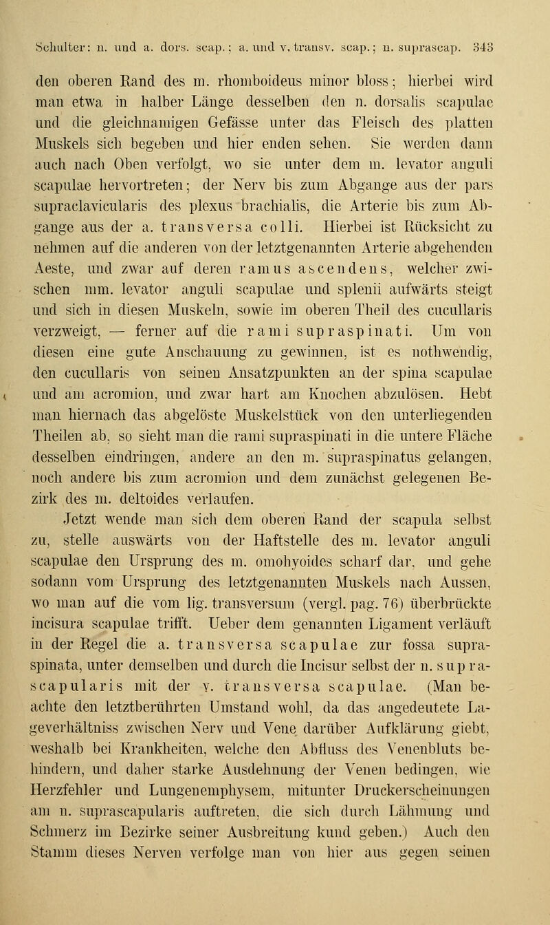 den oberen Band des m. rhoniboideus minor bloss; hierbei wird man etwa in halber Länge desselben den n. dorsalis scapulae und die gleichnamigen Gefässe unter das Fleisch des platten Muskels sich begeben und hier enden sehen. Sie werden dann auch nach Oben verfolgt, wo sie unter dem m. levator auguli scapulae hervortreten; der Nerv bis zum Abgange aus der pars supraclavicularis des plexus brachialis, die Arterie bis zum Ab- gange aus der a. transversa colli. Hierbei ist Rücksicht zu nehmen auf die anderen von der letztgenannten Arterie abgehenden Aeste, und zwar auf deren ramus ascendens, welcher zwi- schen nmi. levator anguli scapulae und splenii aufwärts steigt und sich in diesen Muskeln, sowie im oberen Theil des cucullaris verzweigt, — ferner auf die r a m i s u p r a s p i n a t i. Um von diesen eine gute Anschauung zu gewinnen, ist es nothwendig, den cucullaris von seineu Ansatzpunkten an der spina scapulae und am acromiou, und zwar hart am Knochen abzulösen. Hebt mau hiernach das abgelöste Muskelstück von den unterliegenden Theileu ab, so sieht mau die rami supraspinati in die untere Fläche desselben eindringen, andere an den m. supraspinatus gelangen, noch andere bis zum acromion und dem zunächst gelegenen Be- zirk des m. deltoides verlaufen. Jetzt wende man sich dem oberen Rand der scapula selbst zu, stelle auswärts von der Haftstelle des m. levator anguli scapulae den Ursprung des m. omohyoides scharf dar. und gehe sodann vom Ursprung des letztgenannten Muskels nach Aussen, wo man auf die vom lig. ti-ansversum (vergl. pag. 76) überbrückte incisura scapulae trifft. Ueber dem genannten Ligament verläuft in der Regel die a. transversa scapulae zur fossa supra- spinata, unter demselben und durch die Incisur selbst der n. sup ra- scapularis mit der v. er aus versa scapulae. (Man be- achte den letztberührten Umstand wohl, da das angedeutete La- geverhältniss zwischen Nerv und Vene darüber Aufklärung giebt, weshalb bei Krankheiten, welche den Al)fluss des Venenbluts be- hindern, und daher starke Ausdehnung der Venen bedingen, wie Herzfehler und Lungenemphysem, mitunter Druckerscheinungen am n. suprascapularis auftreten, die sich durch Lähnumg und Schmerz im Bezirke seiner Ausbreitung kund geben.) Auch den Stamm dieses Nerven verfolge man von hier aus gegen seinen