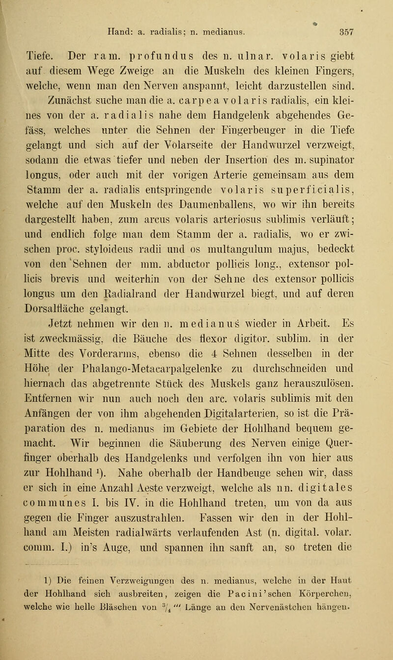 Tiefe. Der ram. profundus des ii. ulnar, volaris giebt auf diesem Wege Zweige an die Muskeln des kleinen Fingers, weiche, wenn man den Nerven anspannt, leicht darzustellen sind. Zunächst suche man die a. carpea volaris radialis, ein klei- nes von der a. radialis nahe dem Handgelenk abgehendes Ge- fäss, welches unter die Sehnen der Fingerbeuger in die Tiefe gelangt und sich auf der Volarseite der Handwurzel verzweigt, sodann die etwas tiefer und neben der Insertion des m. supinator longus, oder auch mit der vorigen Arterie gemeinsam aus dem Stamm der a. radialis entspringende volaris superficialis, welche auf den Muskeln des Daumenballens, wo wir ihn bereits dargestellt haben, zum arcus volaris arteriosus sublimis verläuft; und endlich folge man dem Stamm der a. radiahs, wo er zwi- schen proc. styloideus radii und os multangulum majus, bedeckt von den 'Sehnen der mm. abductor pollicis long., extensor pol- licis brevis und weiterhin von der Sehne des extensor pollicis longus um den Radialrand der Handwurzel biegt, und auf deren Dorsalfläche gelangt. Jetzt nehmen wir den n. medianus wieder in Arbeit. Es ist zweckmässig, die Bäuche des flexor digitor. sublim, in der Mitte des Vorderarms, ebenso die 4 Sehnen desselben in der Höhe der Phalango-Metacarpalgelenke zu durchschneiden und hiernach das abgetrennte Stück des Muskels ganz herauszulösen. Entfernen wir nun auch noch den arc. volaris sublimis mit den Anfängen der von ihm abgehenden Digitalarterien, so ist die Prä- paration des n. medianus im Gebiete der Hohlhand bequem ge- macht. Wir beginnen die Säuberung des Nerven einige Quer- finger oberhalb des Handgelenks und verfolgen ihn von hier aus zur Hohlhand ^). Nahe oberhalb der Handbeuge sehen wir, dass er sich in eine Anzahl Aeste verzweigt, welche als un. digitales communes I. bis IV. in die Hohlhaud treten, um von da aus gegen die Finger auszustrahlen. Fassen wir den in der Hohl- haud am Meisten radialwärts verlaufenden Ast (n. digital, volar, comm. I.) in's Auge, und spannen ihn sanft an, so treten die 1) Die feinen Verzweigungen des n. medianus, welche in der Haut der Hohlhand sich ausbreiten, zeigen die Pacini'sehen Körperclien, welche wie helle Bläschen von ^i' L'änge an den Nervenästchcu hängen.
