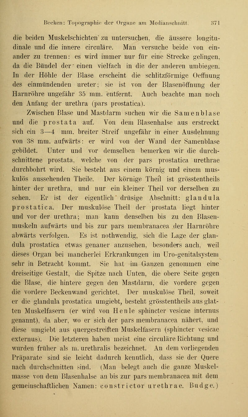 die beiden Muskelschichten' zu untersuchen, die äussere longitu- dinale und die innere circuläre. Man versuche beide von ein- ander zu trennen: es wird immer nur für eine Strecke geh'ngen, da die Bündel der' einen vielfach in die der anderen umbiegen. In der Höhle der Blase erscheint die schlitzförmige Oeffuung des einmündenden ureter; sie ist von der Blasenöffnung der Harnröhre ungefähr 35 mm. entfernt. Auch beachte man noch den Anfang der Urethra (pars prostatica). Zwischen Blase und Mastdarm suchen wir die Samenblase und die prostata auf. Von dem Blasenhalse aus erstreckt sich ein 3—4 mm. breiter Streif ungefähr in einer Ausdehnung von 38 mm. aufwärts: er wird von der Wand der Samenblase gebildet. Unter und vor demselben bemerken wir die durch- schnittene prostata, welche von der pars prostatica urethrae durchbohrt wird. Sie besteht aus einem körnig und einem mus- kulös aussehenden Theile. Der körnige Thei'l ist grösstentheils hinter der Urethra, und nur ein kleiner Theil vor derselben zu sehen. Er ist der eigentlich' drüsige Abschnitt: glandula prostatica. Der muskulöse Theil der prostata liegt hinter und vor der Urethra; man kann denselben bis zu den Blasen- muskeln aufwärts und bis zur pars membranacea der Harnröhre abwärts verfolgen. Es ist nothwendig, sich die Lage der glan- dula prostatica etwas genauer anzusehen, besonders auch, weil dieses Organ bei mancherlei Erkrankungen im Uro-genitalsystem sehr in Betracht kommt. Sie hat im Ganzen genommen eine dreiseitige Gestalt, die Spitze nach Unten, die obere Seite gegen die Blase, die hintere gegen den Mastdarm, die vordere gegen die vordere Beckenwand gerichtet. Der muskulöse Theil, soweit er die glandula prostatica umgiebt, besteht grösstentheils aus glat- ten Muskelfasern (er wird von Henle sphincter vesicae internus genannt), da aber, wo er sich der pars membranacea nähert, und diese umgiebt aus quergestreiften Muskelfasern (sphincter vesicae externus). Die letzteren haben meist eine circuläre Richtung und wurden früher als m. urethrahs bezeichnet. An dem vorliegenden Präparate sind sie leicht dadurch kenntlich, dass sie der Quere nach durchschnitten sind. (Mau belegt auch die ganze Muskel- masse von dem Blasenhalse an bis zur pars membranacea mit dem gemeinschaftlichen Namen: constrictor urethrae. Biidge.)