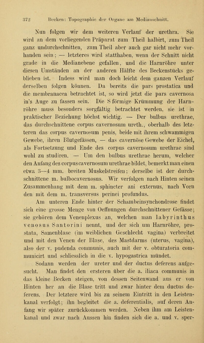 Nun folgen wir dem weiteren Verlauf der Urethra. Sie wird an dem vorliegenden Präparat zum Theil halbirt, zum Theil ganz undurchschnitten, zum Theil aber auch gar nicht mehr vor- handen sein; — letzteres wird statthaben, wenn der Schnitt nicht grade in die Medianebene gefallen, und die Harnröhre unter diesen Umständen an der anderen Hälfte des Beckenstücks ge- blieben ist. Indess wird man doch leicht dem ganzen Verlauf derselben folgen können. Da bereits die pars prostatica und die membranacea betrachtet ist, so wird jetzt die pars cavernosa in's Auge zu fassen sein. Die S förmige Krümmung der Harn- röhre muss besonders sorgfältig betrachtet werden, sie ist in praktischer Beziehung höchst wichtig. —■ Der bulbus urethrae, das durchschnittene corpus cavernosum ureth., oberhalb des letz- teren das corpus cavernosum penis, beide mit ihrem schwammigen Gewebe, ihren Blutgefässen, — das cavernöse Gewebe der Eichel, als Fortsetzung und Ende des corpus cavernosum urethrae sind wohl zu studiren. — Um den bulbus urethrae herum, welcher den Anfang des corpus cavernosum urethrae bildet, bemerkt man einen etwa 3—4 mm. breiten Muskelstreifeu; derselbe ist der durch- schnittene m. bulbocavernosus. Wir verfolgen nach Hinten seinen Zusammenhang mit dem m. sphincter ani externus, nach Vorn den mit dem m. transversus perinei profundus. Am unteren Ende hinter der Schambeinsynchondrose findet sich eine grosse Menge von Oeifnungen durchschnittener Gefässe; sie gehören dem Venenplexus an, welchen man labyrinthus venös US Santorini nennt, und der sich um Harnröhre, pro- stata. Samenblase (im weiblichen Geschlecht vagina) verbreitet und mit den Venen der Blase, des Mastdarms (uterus, vagina), also der v. pudenda communis, auch mit der v. obturatoria com- municirt und schliesslich in die v. hypogastrica mündet. Sodann werden der Ureter und der ductus deferens aufge- sucht. Man findet den ersteren über die a. iliaca communis in das kleine Becken steigen, von dessen Seitenwand aus er von Hinten her an die Blase tritt und zwar hinter dem ductus de- ferens. Der letztere wird bis zu seinem Eintritt in den Leisteu- kanal verfolgt; ihn begleitet die a. deferentialis, auf deren An- fang wir später zurückkommen werden. Neben ihm am Leisten- kanal und zwar nach Aussen hin finden sich die a. und v. sper-