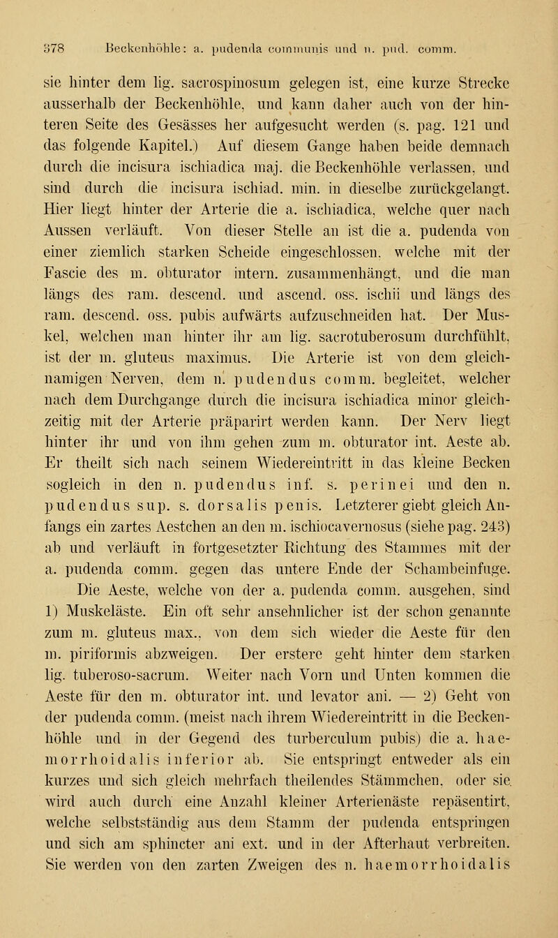 sie hinter dem lig. sacrospiuosum gelegen ist, eine kurze Strecke ausserhalb der Beckeuhöhle, und kann daher auch von der hin- teren Seite des Gesässes her aufgesucht werden (s. pag. 121 und das folgende Kapitel.) Auf diesem Gange haben beide demnach durch die incisura ischiadica maj. die Beckenhöhle verlassen, und sind durch die incisura ischiad. min. in dieselbe zurückgelangt. Hier liegt hinter der Arterie die a. ischiadica, welche quer nach Aussen verläuft. Von dieser Stelle an ist die a. pudenda von einer ziemlich starken Scheide eingeschlossen, welche mit der Fascie des m. oliturator intern, zusammenhängt, und die man längs des ram. descend. und ascend. oss. ischii und längs des ram. descend. oss. pubis aufwärts aufzuschneiden hat. Der Mus- kel, welchen man hinter ihr am lig. sacrotuberosum durchfühlt, ist der m. giuteus maximus. Die Arterie ist von dem gleich- namigen Nerven, dem i\. pudendus comm. begleitet, welcher nach dem Durchgange durch die incisura ischiadica minor gleich- zeitig mit der Arterie präparirt werden kann. Der Nerv liegt hinter ihr und von ihm gehen zum m. obturator int. Aeste ab. Er theilt sich nach seinem Wiedereintritt in das kleine Becken sogleich in den n. pudendus in f. s. perinei und den n. pudendus sup. s. dorsalis penis. Letzterer giebt gleich An- fangs ein zartes Aestchen an den m. ischiocavernosus (siehe pag. 243) ab und verläuft in fortgesetzter Richtung des Stammes mit der a. pndenda comm. gegen das untere Ende der Schambeinfuge. Die Aeste, welche von der a. pudenda comm. ausgehen, sind 1) Muskeläste. Ein oft sehr ansehnlicher ist der schon genannte zum m. giuteus max., von dem sich wieder die Aeste für den m. piriformis abzweigen. Der erstere geht hinter dem starken lig. tuberoso-sacrum. Weiter nach Vorn und Unten kommen die Aeste liir den m. obturator int. und levator ani. — 2) Geht von der pudenda comm. (meist nach ihrem Wiedereintritt in die Becken- höhle und in der Gegend des turberculum pubis) die a. hae- m 0 r r h 0 i d a 1 i s i n fe r i o r ab. Sie entspringt entweder als ein kurzes und sich gleich mehrfach theilendes Stämmchen, oder sie wird auch durch eine Anzahl kleiner Arterienäste repäsentirt, welche selbstständig aus dem Stamm der pudenda entspringen und sich am sphincter ani ext. und in der Afterhaut verbreiten. Sie werden von den zarten Zweigen des n. haemorrhoidalis