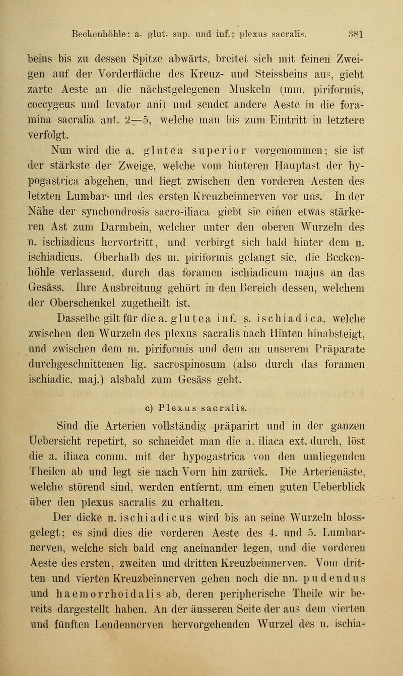 beiiis bis zu dessen Spitze abwärts, breitet sich mit feineu Zwei- gen auf der Vorderfläche des Kreuz- und Steissbeins au?, giebt zarte Aeste an die nächstgelegenen Muskelu (mm. piriformis, coceygeus und levator ani) und sendet andere Aeste in die fora- mina sacraha ant. 2—5, welche man bis zum Eintritt in letztere verfolgt. Nun wird die a. glutea sup^rior vorgenommen; sie ist der stärkste der Zweige, welche vom hinteren Hauptast der hy- pogastrica abgehen, und liegt zwischen den vorderen Aesten des letzten Lumbar- und des ersten Kreuzbeinnerven vor uns. In der Nähe der synchondrosis sacro-iliaca giebt sie einen etwas stärke- ren Ast zum Darmbein, welcher unter den oberen Wurzeln des n, ischiadicus hervortritt, und verbirgt sich bald hinter dem n. ischiadicus. Oberhalb des m. piriformis gelangt sie, die Becken- höhle verlassend, durch das foramen ischiadicum majus an das Gesäss. Ihre Ausbreitung gehört in den Bereich dessen, welchem der Oberschenkel zugetheilt ist. Dasselbe gilt für die a. g 1 u tea inf. s. ischiad i ca. welche zwischen den Wurzeln des plexus sacralis nach Hinten hinabsteigt, und zwischen dem m. piriformis und dem an unserem Präparate durchgeschnittenen lig. sacrospinosum (also durch das foramen ischiadic. maj.) alsbald zum Gesäss geht. c) Plexus sacralis. Sind die Arterien vollständig präparirt und in der ganzen Uebersicht repetirt, so schneidet man die a. iliaca ext. durch, löst die a. iliaca comm. mit der hypogastrica von den umliegenden Theilen ab und legt sie nach Vorn hin zurück. Die Arterienäste, welche störend sind, werden entfernt, um einen guten Ueberblick über den plexus sacralis zu erhalten. Der dicke n. ischiadicus wird bis an seine Wurzeln bloss- gelegt; es sind dies die vorderen Aeste des 4. und 5. Lumbar- nerven, welche sich bald eng aneinander legen, und die vorderen Aeste des ersten, zweiten und dritten Kreuzbeinuerven. Vom drit- ten und vierten Kreuzbeinnerven gehen noch die nn. p u d e n d u s und haemorrhoidalis ab, deren peripherische Theile wir be- reits dargestellt haben. An der äusseren Seite der aus dem vierten und fünften Lendennerven hervorgehenden Wurzel des n. iscliia-