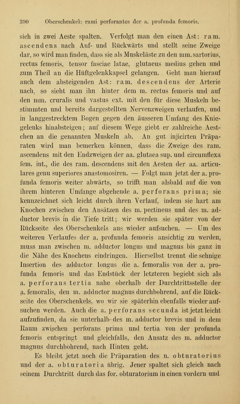 sich in zwei Aeste spalten. Verfolgt man den einen Ast: rani. ascendens nach Auf- und Rückwärts und stellt seine Zweige dar, so wird man finden, dass sie als Muskeläste zu den mm. sartorius, rectus femoris, tensor fasciae latae, glutaeus medius gehen und zum Theil an die Hüftgeleukkapsel gelangen. Geht man hierauf auch dem absteigenden Ast: ram. descendens der Arterie nach, so sieht man ihn hinter dem m. rectus femoris und auf den mm. crurahs und vastus ext. mit den für diese Muskeln be- stimmten und bereits dargestellten Nervenzweigen verlaufen, und in langgestrecktem Bogen gegen den äusseren Umfang des Knie- gelenks hinabsteigen; auf diesem Wege giebt er zahlreiche Aest- chen an die genannten Muskeln ab. An gut injicirten Präpa- raten wird man bemerken können, dass die Zweige des ram. ascendens mit den Endzweigen der aa. giutaea sup. und circumflexa fem. int., die des ram. descendens mit den Aesten der aa. articu- lares genu superiores anastomosiren. — Folgt man jetzt der a. pro- funda femoris weiter abwärts, so trifft man alsbald auf die von ihrem hinteren Umfange abgehende a. perforans prima; sie kennzeichnet sich leicht durch ihren Verlauf, indem sie hart am Knochen zwischen den Ausätzen des m. pectineus und des m. ad- ductor brevis in die Tiefe tritt; wir werden sie später von der Rückseite des Oberschenkels aus wieder aufsuchen. — Um des weiteren Verlaufes der a. profunda femoris ansichtig zu werden, muss man zwischen m. adductor longus und magnus bis ganz in die Nähe des Knochens eindringen. Hierselbst trennt die sehnige Insertion des adductor longus die a. femoralis von der a. pro- funda femoris und das Endstück der letzteren begiebt sich als a. perforans tertia nahe oberhalb der Durchtrittsstelle der a. femoralis, den m. adductor magnus durchbohrend, auf die Rück- seite des Oberschenkels, wo wir sie späterhin ebenfalls wieder auf- suchen werden. Auch die a. perforans secunda ist jetzt leicht aufzufinden, da sie unterhalb-des m. adductor brevis und in dem Raum zwischen perforans prima und tertia von der profunda femoris entspringt und gleichfalls, den Ausatz des m. adductor magnus durchbohrend, nach Hinten geht. Es bleibt jetzt noch die Präparation des n. obturatorius und der a. obturatoria übrig. Jener spaltet sich gleich nach seinem Durchtritt durch das for. obturatorium in einen vordem und