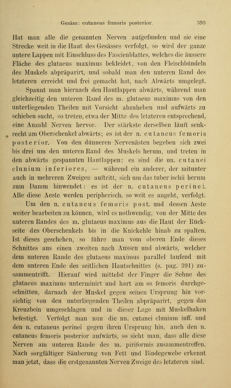 Hat. man alle die genannten Nerven aufgefunden und sie eine Strecke weit in die Haut des Gesässes verfolgt, so wird der ganze untere Lappen mit Einschluss des Fascienblattes, welches die äussere Fläche des glutaeus maximus bekleidet, von den Fleischbttndeln des Muskels abpräparirt, und sobald man den unteren Rand des letzteren erreicht und frei gemacht hat, nach Abwärts umgelegt. Spannt man hiernach den Hautlappen abwärts, während man gleichzeitig den unteren Rand des m. glutaeus maximus von den unterliegenden Theilen mit Vorsicht abzuheben und aufwärts zu schieben sucht, so treten, etwa der Mitte des letzteren entsprechend, eine Anzahl Nerven hervor. Der stärkste derselben läuft senk- recht am Oberschenkel abwärts; es ist der n. cutaneus femoris posterior. Von den dünneren Nervenästen begeben sich zwei bis drei um den unteren Rand des Muskels herum, und treten in den abwärts gespannten Hautlappen: es sind die nn. cutanei clunium inferiores, — während ein anderer, der mitunter auch in mehreren Zweigen auftritt, sich um das tuber ischii herum zum Damm hinwendet: es ist der n. cutaneus perinei. Alle diese Aeste werden peripherisch, so weit es angeht, verfolgt. Um den n. cutaneus femoris post. und dessen Aeste weiter bearbeiten zu können, wird es nothwendig, von der Mitte des unteren Randes des m. glutaeus maximus aus die Haut der Rück- seite des Oberschenkels bis in die Kniekehle hinab zu spalten, Ist dieses geschehen, so führe man vom oberen Ende dieses Schnittes aus einen zweiten nach Aussen und abwärts, welcher dem unteren Rande des glutaeus maximus parallel laufend mit dem unteren Ende des seitlichen Hautschnittes (s. pag. 391) zu- sammentrifft. Hierauf wird mittelst der Finger die Sehne des glutaeus maximus untermiuirt und hart am os femoris durchge- schnitten, darnach der Muskel gegen seinen Ursprung hin vor- sichtig von den unterliegenden Theilen abpräparirt, gegen das Kreuzbein umgeschlagen und in dieser Lage mit Muskelhakcn befestigt. Verfolgt man nun die nn. cutanei clunium inff. und den n. cutaneus perinei gegen ihren Ursprung hin, auch den n. cutaneus femoris posterior aufwärts, so sieht man, dass alle diese Nerven am unteren Rande des m. piriformis zusammentreffen. Nach sorgfältiger Säuberung von Fett und Bindegewebe erkennt man jetzt, dass die erstgenannten Nerven Zweige des letzteren sind.