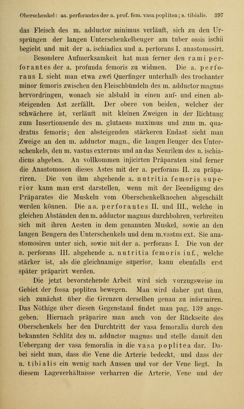 das Fleisch des m. adductor minimus verläuft, sich zu den Ur- sprüngen der langen Unterschenkelbeuger am tuber ossis ischii begiebt und mit der a. ischiadica und a. perforans I. anastomosirt. Besondere Aufmerksamkeit hat man ferner den rami per- forantes der a. profunda femoris zu widmen. Die a. perfo- rans I. sieht man etwa zwei Querfinger unterhalb des trochanter minor femoris zwischen den Fleischbündeln des m. adductor magnus hervordringen, wonach sie alsbald in einen auf- und einen ab- steigenden Ast zerfällt. Der obere von beiden, welcher der schwächere ist, verläuft mit kleinen Zweigen in der Richtung zum Insertionsende des m. glutaeus maximus und zum m. qua- dratus femoris; den absteigenden stärkeren Endast sieht man Zweige an den m. adductor magn., die langen Beuger des Unter- schenkels, den m. vastus externus und an das Neurilem des n. ischia- dicus abgeben. An vollkommen injicirten Präparaten sind ferner die Anastomosen dieses Astes mit der a. perforans IL zu präpa- riren. Die von ihm abgehende a. nutritia femorissupe- rior kann man erst darstellen, wenn mit der Beendigung des Präparates die Muskeln vom Oberschenkelknochen abgeschält werden können. Die aa. perforantes IL und III., welche in gleichen Abständen den m. adductor magnus durchbohren, verbreiten sich mit ihren Aesten in dem genannten Muskel, sowie an den langen Beugern des Unterschenkels und dem m.vastus ext. Sie ana- stomosiren unter sich, sowie mit der a. perforans I. Die von der a. perforans III. abgehende a. nutritia femoris in f., welche stärker ist, als die gleichnamige superior, kann ebenfalls erst später präparirt werden. Die jetzt bevorstehende Arbeit wird sich vorzugsweise im Gebiet der fossa poplitea bewegen. Man wird daher gut thun, sich zunächst über die Grenzen derselben genau zu informiren. Das Nöthige über diesen Gegenstand findet man pag. 139 ange- geben. Hiernach präparire man auch von der Rückseite des Oberschenkels her den Durchtritt der vasa femoraha durch den bekannten Schlitz des m. adductor magnus und stelle damit den Uebergang der vasa femoralla in die vasa poplitea dar. Da- bei sieht man, dass die Vene die Arterie bedeckt, und dass der n. tibialis ein wenig nach Aussen und vor der Vene liegt. In diesem Lageverhältnisse verharren die Arterie, Vene und der