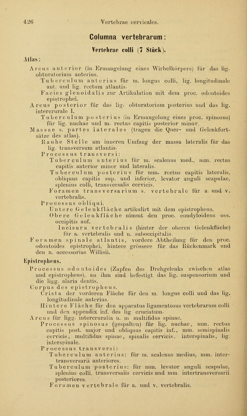 Columna vertebrarum: Vertebrae colli (7 Stück). Atlas: Arcus autorior (in Ermangelung eines Wirbelkürpers) für das lig. obturatoriutn anterius. Tuberculum anterius für m. lougus cuUi, lig. lougitudiuale ant. und lig. rectum atlantis. Facies glenoidalis zur Artikulation mit dem proc. oduutoidcs epistrophei. Arcus posterior für das lig. obturatoriam posterius und das lig. intercrurale I. Tuberculum posterius (in Ermangelung eines proc. spinusus) für lig. nuchae und m. rectus capitis posterior minor. Massae s. partes laterales (tragen die Quer- und Gelenkfort- sätze des atlas). Rauhe Stelle am inneren Umfang der massa lateralis für das lig. transversum atlantis- Processus transversi: Tuberculum anterius für m. scalenus rned., mm. rectus capitis anterior minor und lateralis. T u b e r c u 1 u m p o s t e r i u s für mm. rectus capitis lateralis, obliquus capitis sup. und inferior, levator anguli scapulae, splenius colli, transversalis cervicis. Foramen transversarium s. vertebrale für a. und v. vertebralis. Processus o b 1 i q u i. Untere Gelenk fläche artikulirt mit dem e^jistropheus. Obere Gelenkfläche nimmt den proc. condyloideus oss. occipitis auf. Incisura vertebi'alis (hinter der oberen Gelenküäche) für a. vertebralis und n. sul)0ccipitalis. Foramen spinale atlantis, vordere Abtheilung für den proc. odontoides epistrophei, hintere grössere für das Kückenmark und den n. accessorius Willisii. Episti'üpheiis. Processus odontoides (Zapfen des Drehgelenks zwischen atlas und epistropheus). au ihm sind befestigt das lig. Suspensorium und die ligg- alaria dentis. Corpus des epistropheus. Crista der vorderen Fläche für den m. longus colli und das lig. longitudinale anterius. Hintere Fläche für den apparatus ligamentosus vertebrarum colli und den appeudix inf. des lig cruciatum- Arcus für ligg- intercruralia u. m multifidus spiuae. Processus spinosus (gespalten) für lig. nuchae, mm. rectus capitis post. major und obliquus capitis inf., mm. seniispinalis cervicis, multifidus Spinae, spinalis cervicis, interspinalis, lig. intersj'inale. Processus transversi: Tuberculum anterius: für m. scalenus medius, mm. inter- transversarii anteriores. Tuberculum posterius: für mm. levator anguli scapulae, splenius colli, transversalis cervicis und mm. intertrausversarii posteriores. Foramen vertebrale für a. und v. vertebralis.
