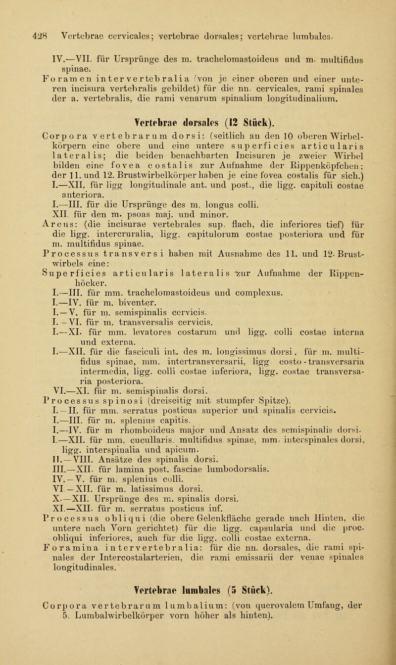IV.—VII. für Ursprünge des m. trachelomastoideus und m- miiltifidus Spinae. Foramen intervertebralia (von je einer oberen und einer unte- ren incisura vertebralis gebildet) für die nn. cervicales, rami spinales der a. vertebralis, die rami venarum spinalium longitudinalium. Vertebrae dorsales (12 Stück). Corpora vertebrarum dorsi: (seitlich an den 10 oberen Wirbel- körpern eine obere und eine untere superficies articularis lateralis; die beiden benachbarten Incisuren je zweier Wirbel bilden eine fovea costalis zur Aufnahme der Rippenköpfcben; der 11. und 12. Brustwirbelköi-perhaben je eine fovea costalis für sich.) I.—XII. für ligg longitudinale ant. und post., die ligg. capituli costae anteriora. I.—III. für die Ursprünge des m. longus colli. XII. für den m. psoas niaj. und minor. Arcus: (die incisurae vertebrales sup. flach, die inferiores tief) für die ligg. intercruralia, ligg. capitulorum costae posteriora und für m. multifidus spinae. Processus transversi haben mit Ausnahme des 11. und 12-Brust- wirbels eine: Superficies articularis lateralis 'zur Aufnahme der Rippcn- höcker. I.—III. für mm. trachelomastoideus und complexus. I.—IV. für m. biventer. I.—V. für m. semispinalis ccrvicis. I. -VI. für m. transversalis cervicis. I.—XL für mm. levatores costarum und ligg. colli costae interna und externa. I.—XII. für die fasciculi int. des m. longissimus dorsi, für m. multi- fidus Spinae, mm. intertransversarii, ligg costo-transversaria intermedia, ligg. colli costae inferiora, ligg. costae transversa- ria posteriora. VI.—XL für m. semispinalis dorsi. Processus spinosi (dreiseitig mit stumpfer Spitze). L —IL für mm. serratus posticus superior und spinalis cervicis. I.—III. für m. splenius capitis. I.—IV. für m rhomboideus major und Ansatz des semispinalis dorsi. I.—XII. für mm. cucullaris. multifidus spinae, mm. interspinales dorsi, ligg. interspinalia und apicum. IL —VIII. Ansätze des spinalis dorsi. III.—XII. für lamina post. fasciae lumbodorsalis. IV. —V. für m. splenius colli. VI.— XII. für m. latissimus dorsi. X—XII. Ursprünge des m. spinalis dorsi. XL—XII. für m. serratus posticus inf. Processus obliqui (die obere Gelenkfläche gerade nach Hinten, die untere nach Vorn gerichtet) für die ligg. capsularia und die proc obliqui inferiores, auch für die ligg. colli costae externa. Foramina intervertebralia: für die nn. dorsales, die rami spi- nales der Intercostalarterien, die rami emissarii der veuae spinales longitudinales. Vertebrae lumbales (5 Stück). Corpora vertebrarum lumbalium: (von quer ovalem Umfang, der 5. Lixmbalwirbelkörper vorn höher als hinten).