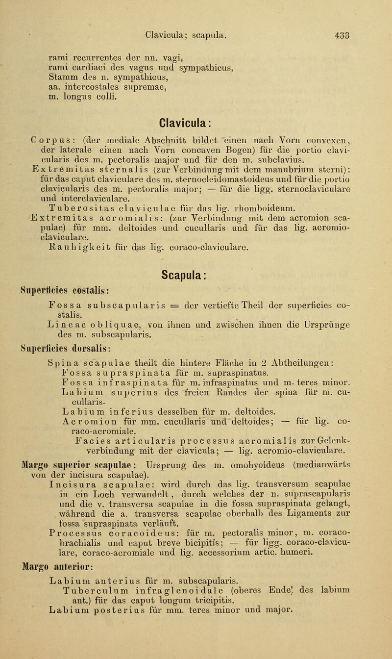 rami recurrentes der nn. vagi, rami cardiaci des vagus uud sympathicus, Staram des n. sympathicus, aa. intercostales supremae, m. longus colli. Clavicula: Corpus: (der mediale Abschnitt bildet einen nach Vorn convexcn, der laterale einen nach Vorn concaven Bogen) für die portio clavi- cularis des m. pectoralis major und für den m. subclavius. Extremitas sternalis (zur Verbindung mit dem manubrium sterui): für das caput claviculare des m. sternoeleidomastoideus und für die portio clavicularis des m. pectoralis major; — für die ligg. sternoclaviculare und interclaviculare. Tuberositas claviculae für das lig. rhomboideum. Extremitas acromialis: (zur Verbindung mit dem acromion sca- pulae) für mm. deltoides und cucullaris und für das lig. acromio- claviculare. Rauhigkeit für das lig. coraco-claviculare. Scapula: Superficies costalis: Fossa subscapularis = der vertiefte Theil der superficies co- stalis. Lineae obliquae, von ihnen und zwischen ihnen die Ursprünge des m. subscapularis. Superficies dorsalis: Spina scapiilae theilt die hintere Fläche in 2 Abtheilungen: Fossa supraspinata für m. supraspinatus. Fossa infraspinata für m. infraspinatus und m. teres minor. Labium superius des freien Randes der spina für m. cu- cullaris. Labium inferius desselben für m. deltoides. Acromion für mm. cucullaris und deltoides; — für lig. co- raco-acromiale. Facies articularis processus acromialis zur Gelenk- verbindung mit der clavicula; — lig, acromio-claviculare. Margo superior scapulae: Ursprung des m. omohyoideus (medianwärts von der incisura scapulae). Incisura scapulae: wird durch das lig. transversum scapulae in ein Loch verwandelt, durch welches der n. suprascapularis und die v. transversa scapulae in die fossa supraspinata gelangt, während die a. transversa scapulae oberhalb des Ligaments zur fossa supraspinata verläuft. Processus coracoideus: für m. pectoralis minor, m. coraco- brachialis und caput breve bicipitis; — für ligg. coraco-clavicu- lare, coraco-acromiale und lig. accessorium artic. humeri, Margo anterior: Labium anterius für m. subscapularis. Tuberculum infragl enoi dale (oberes Ende' des labium ant.) für das caput longum tricipitis. Labium posterius für mm. teres minor und major.
