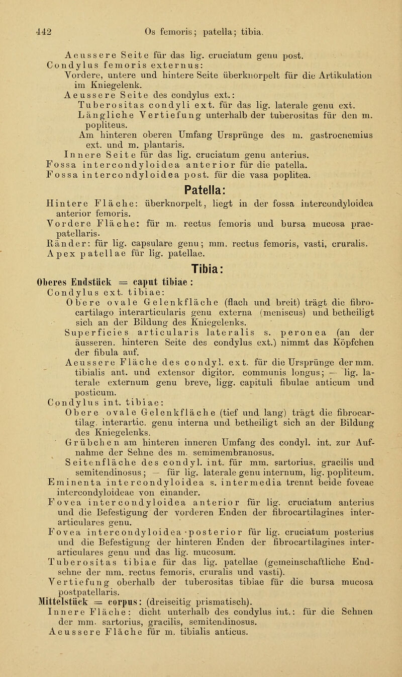 Aoussere Seite für das lig. cruciatum gcuu post. Condylus femoris externus: Vordere, untere und hintere Seite überknorpelt für die Artikulation im Kniegelenk. Aeussere Seite des condylus ext.: Tuberositas condyli ext. für das lig. laterale genu ext. Längliche Vertiefung unterhalb der tuberositas für den m. popliteus. Am hinteren oberen Umfang Ursprünge des m. gastrocnemius ext. und m, plantaris. Innere Seite für das lig. cruciatum genu anterius. Fossa intercondyloidea ante r ior für die patella. Fossa intercondyloidea post. für die vasa poplitea. Patella: Hintere Fläche: überknorpelt, liegt in der fossa intercondyloidea anterior femoris. Vordere Fläche; für m. rectus femoris und bursa mucosa prae- patellaris. Ränder: für lig. capsulare genu; mm. rectus femoris, vasti, cruralis. Apex patellae für lig. patellae. Tibia: Oberes Endstück = caput tibiae : Condylus ext. tibiae: Oijere ovale Gelenk fläche (flach und breit) trägt die fibro- cartilago interarticularis genu externa (meniscus) und betheiligt sich an der Bildung des Kniegelenks. Superficies articularis lateralis s. peronea (an der äusseren, hinteren Seite des condylus ext.) nimmt das Köpfchen der fibula auf. Aeussere Fläche des condyl. ext. für die Ursprünge der mm. tibialis ant. und extensor digitor. communis longus; — lig. la- terale externum genu breve, ligg. capituli fibulae anticum und posticum. Condylus int. tibiae: Obere ovale Gelenk fläche (tief und lang) trägt die fibrocar- tilag. interartic. genu interna und betheiligt sich an der Bildung des Kniegelenks. ' Grübchen am hintei'en inneren Umfang des condyl. int. zur Auf- nahme der Sehne des m. semimembranosus. Seiteufläche des condyl. int. für mm. sartorius, gracilis und semitendinosus ; — für lig. laterale genu internum, lig. popliteum. Eminenta intercondyloidea s. intermedia trennt beide foveae iutercondyloideae von einander. Fovea intercondyloidea anterior für lig. cruciatum anterius und die Befestigung der vorderen Enden der fibrocartilagines inter- articulares genu. Fovea intercondyloidea-posterior für lig. cruciatum posterius und die Befestigung der hinteren Enden der fibrocartilagines inter- articulares genu und das lig. mucosum. Tuberositas tibiae für das lig. patellae (gemeinschaftliche End- sehne der mm. rectus femoris, cruralis und vasti). Vertiefung oberhalb der tuberositas tibiae für die bursa mucosa postpatellaris. Mittelstück = corpus: (dreiseitig prismatisch). Innere P'lache: dicht unterhalb des condylus int.: für die Sehnen der mm. sartorius, gracilis, semitendinosus. Aeussere Fläche für m. tibialis anticus.