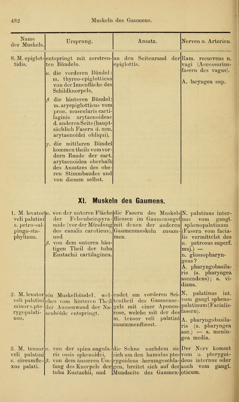 Name des Muskels. Ursprung. Ansatz. Nerven u. Arterien. 8. M. epiglot- entspringt mit zerstreu- an den Seitenrand der Pi,am. recurrens n. tidis. ten Bündeln. epiglottis. Vagi (Accessorius- u. die vorderen Bündel: fasern des vagus). m. thyreo-epiglotticus von der Innenfläche des A. laryngea sup. Schildknorpels, ß. die hinteren Bündel: m.aryepiglotticus vom proc. muscnlaris carti- laginis arytaenoideae d. anderen Seite (haupt- sächlich Fasern d. mm. arytaenoidei obliqui), y. die mittleren Bündel kommen theils vom vor- dem Rande der cart. arytaenoidea oberhalb des Ansatzes des obe- ren Stimmbandes und von diesem selbst. XI. Muskeln des Gaumens. l. M. levator veli palatini s. petro-sal pingo-sta- phyiinus. 2. M. levator veli palatini minor s.pte- rygopalati- nus. 3. M. tensor veli palatini s. circumflc- xus palati. von der unteren Fläche der Felsenbeinpyra- mide (vor der Mündung des canalis caroticus) und von dem unteren hau tigen Theil der tuba Eustachii cartilaginea ein Muskelbüudel, wel- ches vom hinteren Theil der Aussenwand der Na- senhölde entspringt. von der spina angula- ris üssis sphenoidei, von dem äusseren Um- fang des Knorpels der tuba Eustachii, und die Fasern des Muskels fliessen im Gaumensegel mit denen der anderen Gaumenmuskeln zusam men. endet am vorderen Sei- tentheil des Gaumense- els mit einer Aponeu- rose, welche mit der des m. tensor veli palatini zusammenfliesst. die Sehne nachdem sie sich um den hamulus pte- rygoideus herumgeschla- gen, breitet sich auf der Mund&eite des Gaumen- N. palatinus inter- nus vom gangl. sphenopalatinum (Fasern vom facia- lis vermittelst des n. petrosus superf. maj.) — n, glossopharyn- geus ? A. pharyngobasila- ris (a. pharyngea ascendens); a. vi- diana. N. palatinus int. vom gangl. spheno- palatinum (Facialis- fasern). A. pharyngobasila- ris (a. pharyngea asc.) — a. menin- gea media. Nerv kommt n. pterygoi- Der vom deus internus oder auch vom gangl oticum.