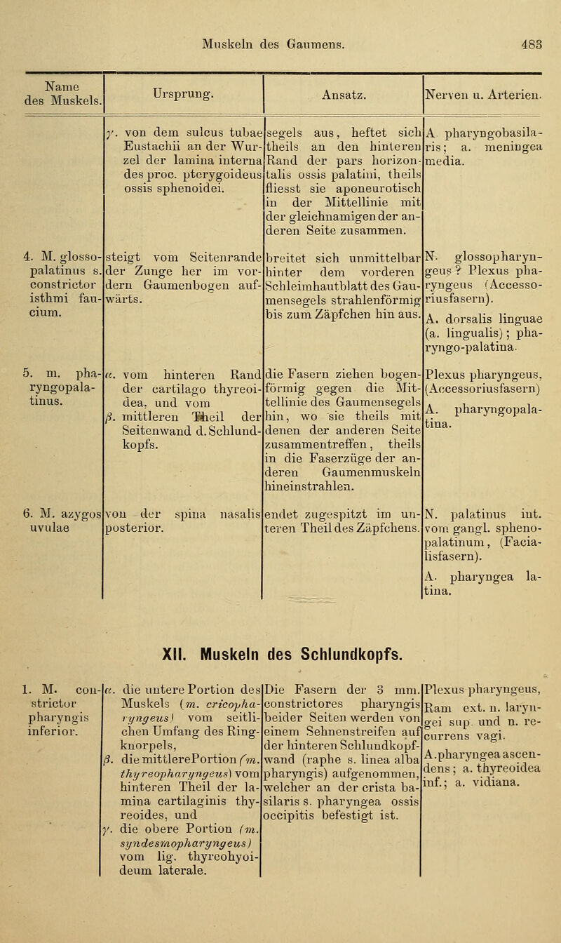 Name des Muskels 4. M. glosso- palatinus s constrictor isthmi fau- 5. m. pha- ryngopala- tinus. 6. M. azygos uvulae Ursprung. von dem sulcus tubae Eustachii an der Wur zel der lamina interna des proc. pterygoideus ossis sphenoidei. steigt vom Seitenrande der Zunge her im vor- dem Gaumenbogen auf- wärts. vom hinteren Rand der cartilago thyreoi- dea, und vom mittleren 'Bheil der Seitenwand d. Schlund- kopfs. von der spina posterior. Ansatz. segeis aus, heftet sich theils an den hinteren Rand der pars horizon talis ossis palatini, theils fliesst sie aponeurotisch der Mittellinie mit der gleichnamigen der an- deren Seite zusammen. breitet sich unmittelbar hinter dem vorderen Schleimhautblatt des Gau- mensegels strahlenförmig bis zum Zäpfchen hin aus die Fasern ziehen bogen förmig gegen die Mit- tellinie des Gaumensegels hin, wo sie theils mit denen der anderen Seite zusammentreffen, theils in die Faserzüge der an- deren Gaumenmuskeln hineinstrahlen. endet zugespitzt im un- teren Theil des Zäpfchens. Nerven u. Arterien. A pharyngobasila- ris; a. meningea media. N- glossopharyn- up ? Plexus pha- ryngeus (Accesso- riusfasern). A. dorsalis linguae (a. lingualis); pha- ryngo-palatina. Plexus pharyngeus, (Accessoriusfasern) A. pharyngopala- tina. N. palatinus int. vom gangl. splieno- palatinum, (Facia- lisfasern). A. pharyngea la- tiua. XII. Muskeln des Schlundkopfs. 1. M. con- strictor pharyngi: inferior. die untere Portion des Muskels {m. cricopha lyngeus^ vom seitli chen Umfang des Ring knorpels, die mittlerePortiou fm thyreopharyngeus) vom hinteren Theil der la mina cartilaginis thy- reoides, und die obere Portion (m syndesraopharyngeus) vom lig. thyreohyoi- deum laterale. Die Fasern der 3 mm constrictores pharyngis beider Seiten werden von einem Sehnenstreifen auf der hinteren Schlundkopf- wand (raphe s. linea alba pharyngis) aufgenommen, welcher an der crista ba- silaris s. pharyngea ossis occipitis befestigt ist. Plexus pharyngeus, Rani ext. n. laryn- gei Slip, und n. re- currens Vagi. A. pharyngeaascen- dens; a. thyreoidea inf.; a. vidiana.