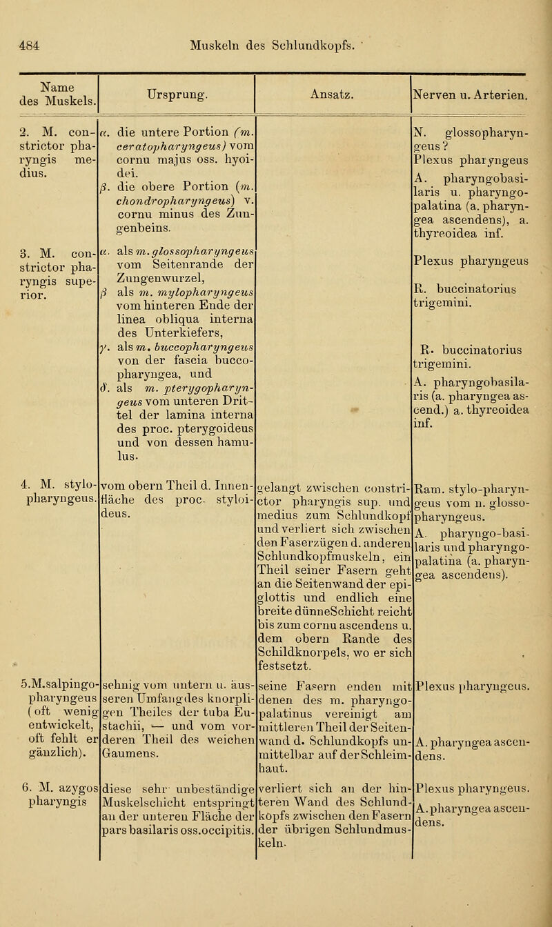 Name des Muskels, Ursprung. Ansatz. Nerven u. Arterien. 2. M, con- strictor pha- ryngis nie- dius. 3. M. con- strictor pha- ryng'is supe- rior. 4. M. stylü- pharyngeus S.M.salpingo pharyngeus (oft wenig- entwickelt, oft fehlt er gänzlich) 6. M. azygos pharyngis «. die untere Portion (m ceratopharyngeus) vom cornu majus oss. hyoi dei. ß. die obere Portion (m chondropharyngeus) v. cornu minus des Zun- genbeins. a. 2t\sm.glossopharyngeu vom Seitenrande der Zungenwurzel, ß als m. mylopharyngeus vom hinteren Ende der linea obliqua interna des Unterkiefers, Y- SiXs m, buccopharyngeus von der fascia bucco- pharyngea, und J. als m. pterygopharyn- geus vom unteren Drit- tel der lamina interna des proc. pterygoideus und von dessen hamu- lus. vom obern Theil d. Innen- fläche des proc styloi- deus. N. glossopharyn- geus ? Plexus pharyngeus A. pharyngobasi- laris u. pharyngo- palatina (a. pharyn- gea ascendens), a. thyreoidea inf. Plexus phai'yngeus R. buccinatorius triffemini. R. buccinatorius trigemini. A. pharyngobasila- ris (a. pharyngea as- cend.) a. thyreoidea inf. gelangt zwischen cunstri- ctor pharyngis sup. und medius zum Schlundkopf ph und verliert sich zwischen den Faserzügen d. anderen Schlundkopfrauskeln, ein Theil seiner Fasern geht an die Seitenwaud der epi- glottis und endlich eine breite dünneSchicht reicht bis zum cornu ascendens u dem obern Rande des Schildknorpels, wo er sich festsetzt. Ram. stylo-pharyn- sceus vom n. glosso- aryngeus. A. pharyugo-basi- laris undpharyngo- palatina (a. pharyn- gea ascendens). sehnig vom untern u. aus seren Umfaiigdes knorpli gen Theiles der tuba Eu- stachii, — und vom vor deren Theil des weichen Gaumens. diese sehr- unbeständige Muskelschicht entspringt an der unteren Fläche der pars basilaris oss.occipitis. seine Fasern enden mit denen des m. pharyngo- palatinus vereinigt am mittleren Theil der Seiten- wand d. Schlundkopfs un mittelbar auf der Schleim- haut. verliert sich an der hin teren Wand des Schlund- kopfs zwischen den Fasern der übrigen Schlundmus kein. Plexus pharyngeus. A.pharyngea ascen- dens. Plexus pharyngeus. A.pharyngea ascen- dens.