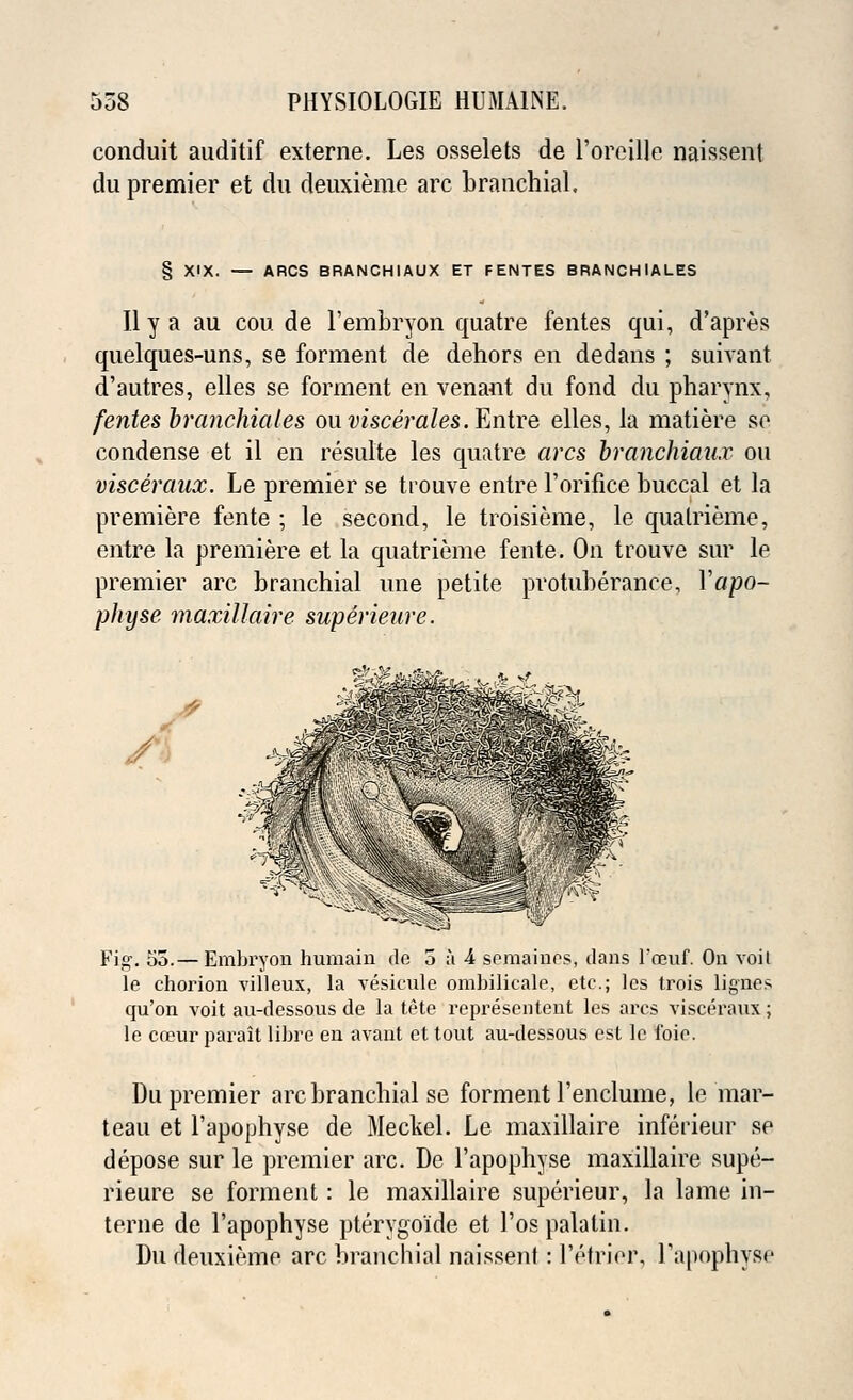 conduit auditif externe. Les osselets de l'oreille naissent du premier et du deuxieme arc branchial. § XX. — ARCS BRANCHIAUX ET FENTES BRANCHIALES II y a au con de l'embryon quatre fentes qui, d'apres quelques-uns, se forment de dehors en dedans ; suivant d'autres, elles se forment en venant du fond du pharynx, fentes branchiales on viscerales. Entre elles, la matiere se condense et il en resulte les quatre arcs branchiaux on visceraux. Le premier se trouve entre 1'orifice buccal et la premiere fente ; le second, le troisieme, le quatrieme, entre la premiere et la quatrieme fente. On trouve sur le premier arc branchial une petite protuberance, Yapo- plryse maxillaire superieure. Fig. 55.— Embryon humain de 5 a 4 semainos, dans l'oeuf. On voil le chorion villeux, la vesicule ombilicale, etc.; les trois lignes qu'on voit au-dessous de la tete representent les arcs visceraux; le coeur parait libre en avant et tout au-dessous est le foie. Du premier arc branchial se forment l'enclume, le mar- teau et l'apophyse de Meckel. Le maxillaire inferieur se depose sur le premier arc. Dc l'apophyse maxillaire supe- rieure se forment: le maxillaire superieur, la lame in- terne de l'apophyse pterygoide et l'ospalatin. Du deuxieme arc branchial naissent: l'etrior, l'apophyse